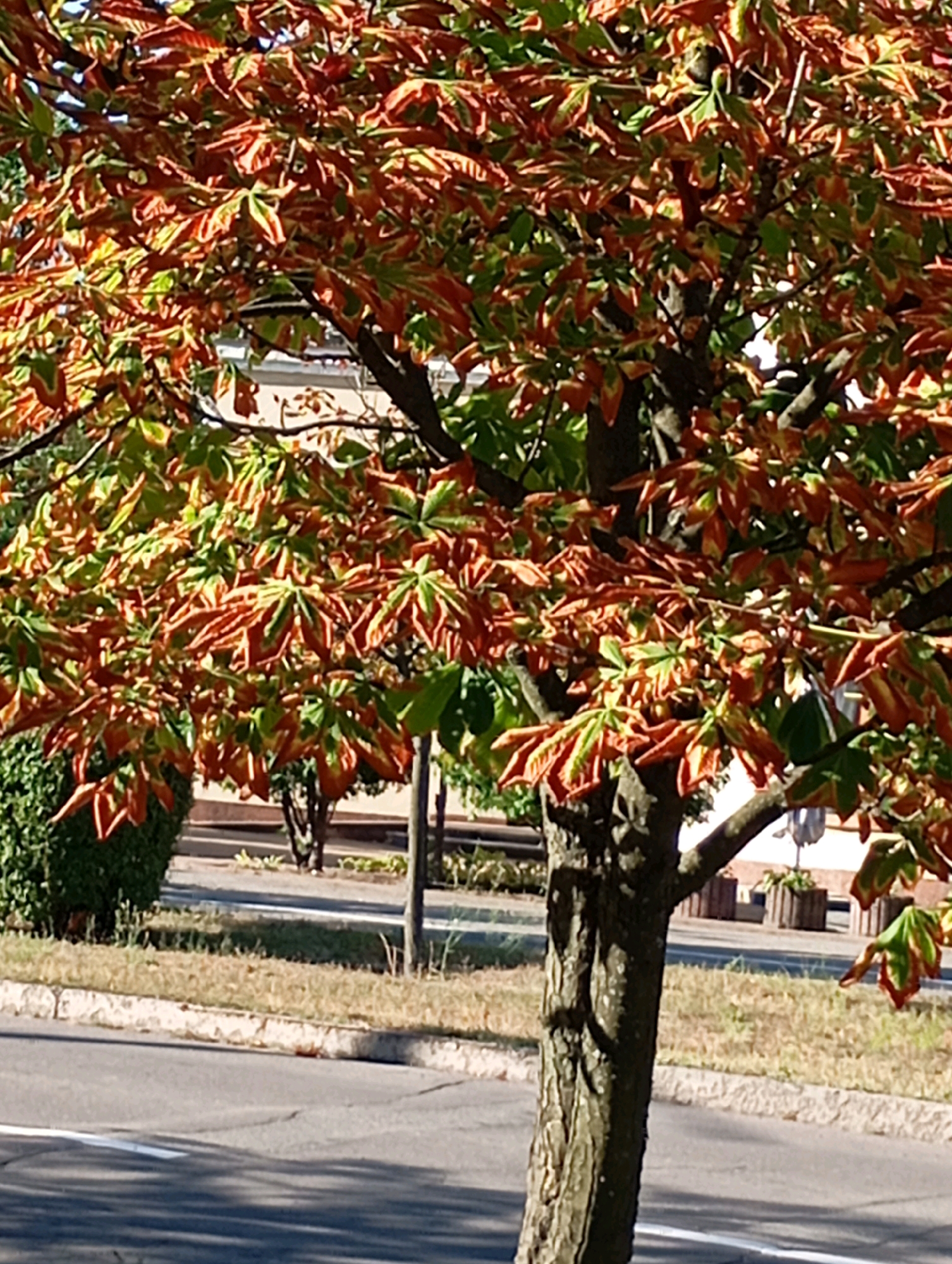The image shows a close-up of a tree with leaves displaying autumn colors, transitioning from green to orange and red. The tree is positioned in the foreground, with its trunk visible on the right side. In the background, there is a street, a sidewalk with grass and a curb, and a hedge on the left. Further in the background, there are buildings and wooden planters. The lighting suggests it is daytime with sunlight casting shadows. The scene appears to be a public area in a city. This specific location is on a street in Horishni Plavni, Ukraine, evidenced by the presence of typical urban landscaping and infrastructure. There are no people visible in the image.