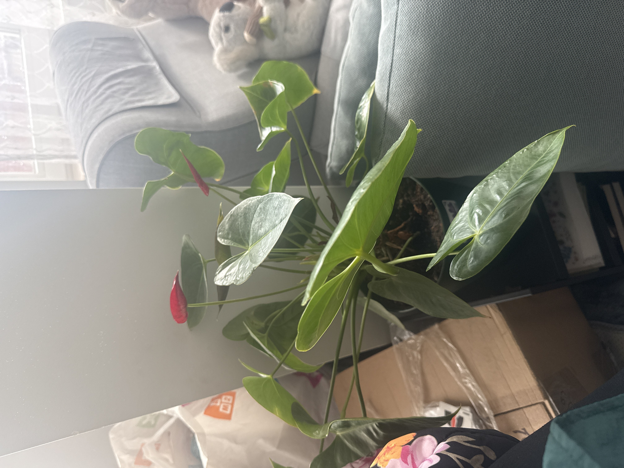 The image shows a potted Anthurium plant with several green leaves and at least two red flower spathes, placed on a white surface, likely a shelf or table. The plant is positioned near a light-colored sofa with a stuffed animal on it, and a dark green sofa or chair. In the background, there are cardboard boxes and other miscellaneous items. No individuals are visible in the frame. The location cannot be determined to be Asenovgrad, Bulgaria from the image alone.