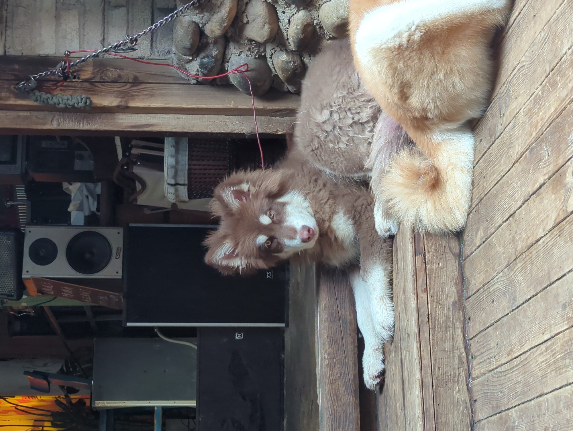 A fluffy, brown and white puppy is lying on a wooden surface, looking up at the camera with its head tilted. The puppy has bright eyes and a pink nose. Behind the puppy, another dog, mostly out of frame, appears to be light brown and white as well. The setting seems to be rustic, with rough wooden planks and some stone masonry visible in the background. There are also some electronic equipment, including speakers and what looks like a stereo system, stacked on shelves in the background, suggesting an indoor or covered outdoor area. A red wire is strung across the top of the image, attached to a chain and a paracord loop. The lighting is somewhat dim, creating a moody atmosphere. The puppy's expression is curious and perhaps a little playful. There is some visible text on the speaker on the left side of the image that reads "KODA".