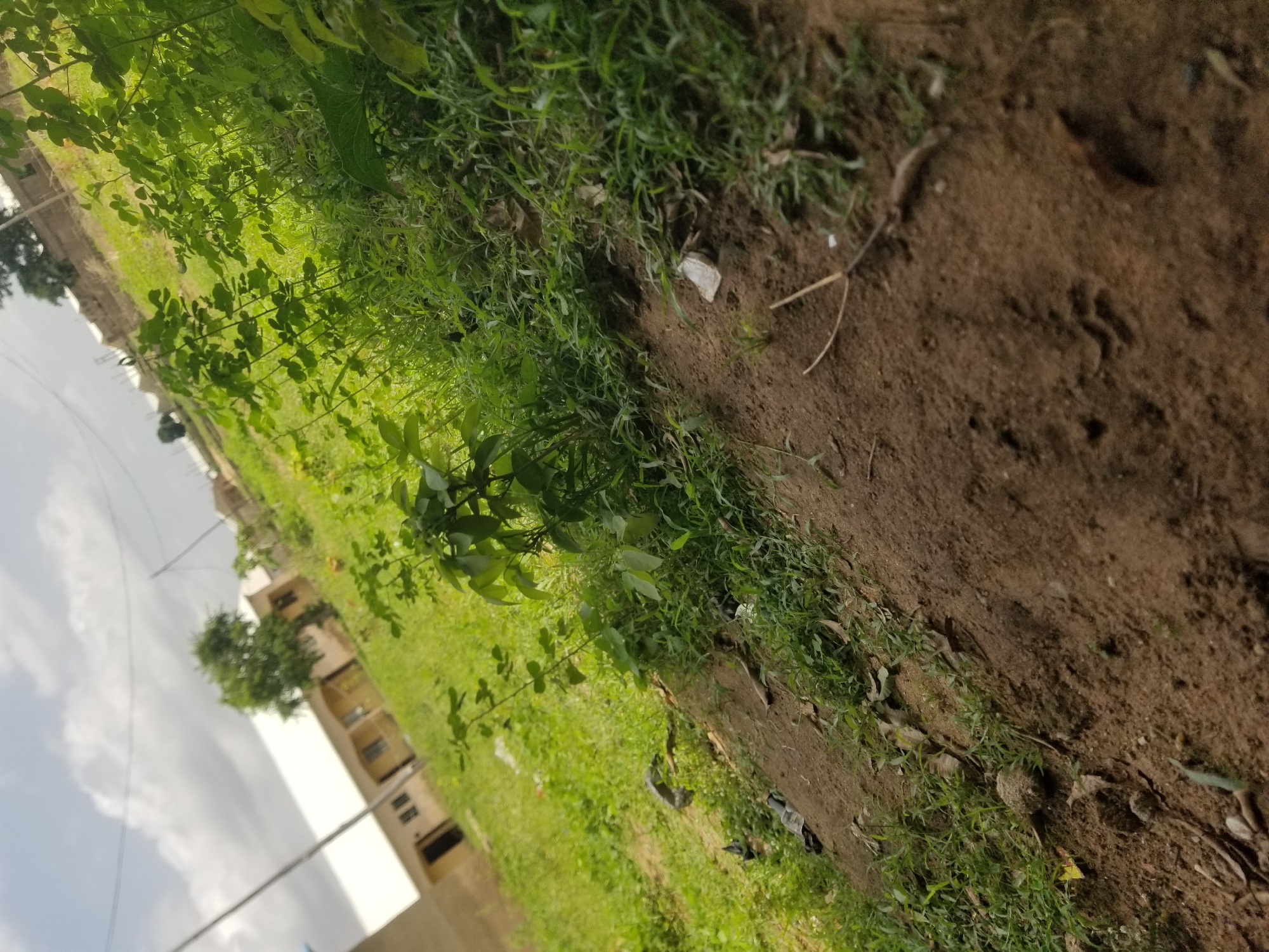The image shows an outdoor scene, possibly in Jauro Yinu, Nigeria. The foreground is dominated by a dirt path with some sparse dry grass and leaves. To the right and in the background, there is a patch of green grass with various plants and shrubs. A portion of a building with a white roof and beige walls, featuring several windows and a dark door, is visible in the upper left background. Overhead, the sky is partly cloudy with a bright, diffused light, suggesting it is daytime. A utility pole and wires are also present in the background. There are no people visible in the image. The overall impression is a semi-urban or rural setting with some signs of recent construction or development alongside overgrown vegetation.