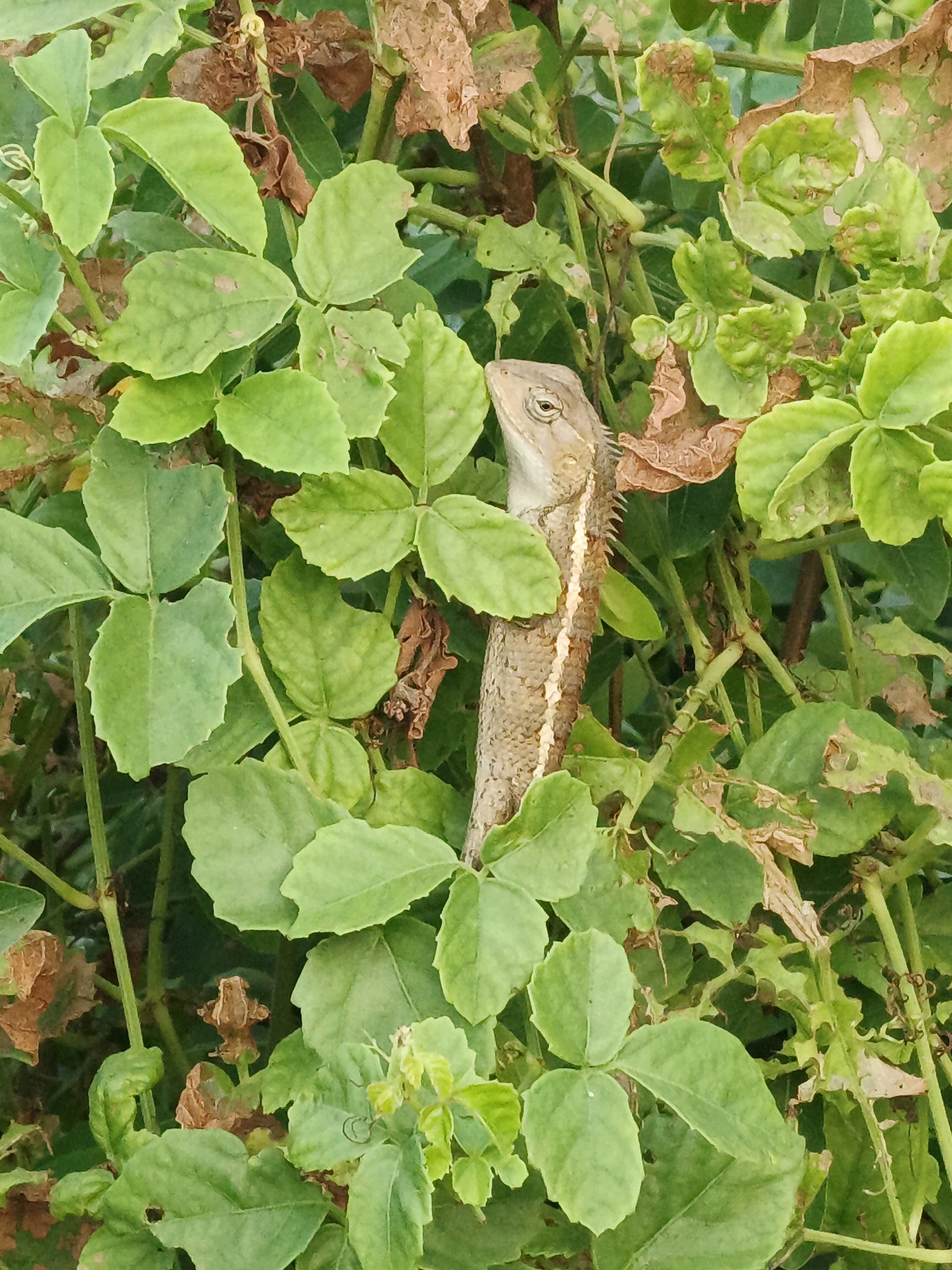 A chameleon lizard is camouflaged amongst green foliage and dried brown leaves in Ketegan, Indonesia. The lizard's head and upper body are visible, with its eye clearly focused. The surrounding vegetation is dense and appears to be growing wild.