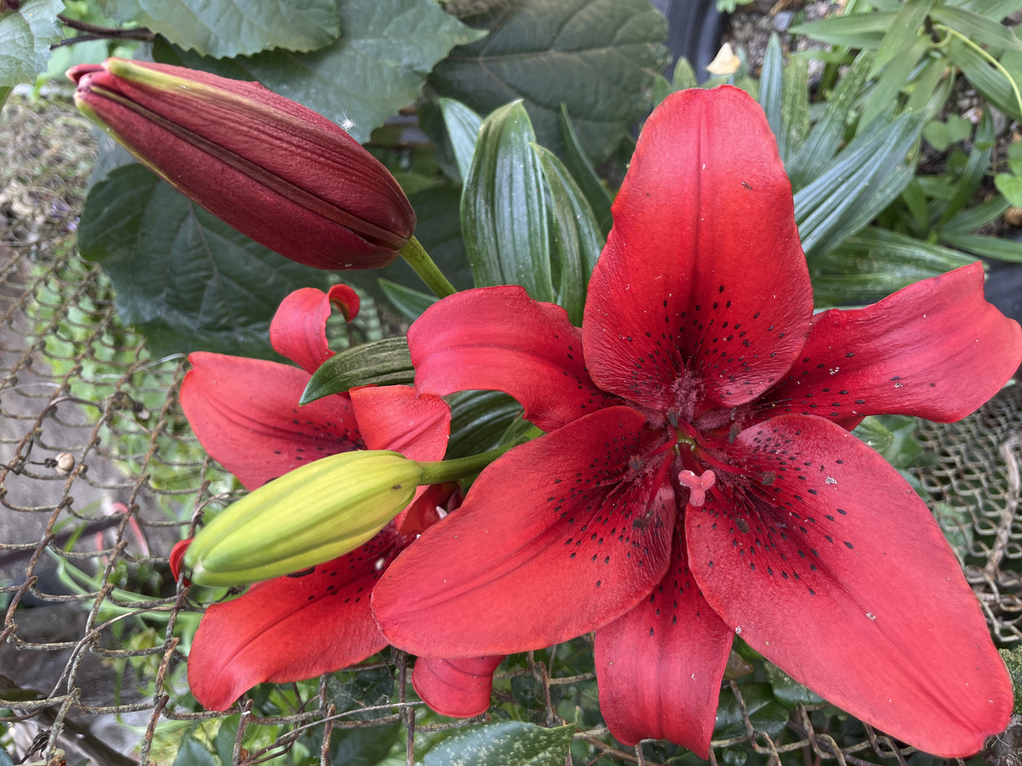 A close-up shot captures a vibrant red lily in bloom, its petals unfurling to reveal dark speckles at their base. To the left of the fully bloomed flower, a lime-green lily bud stands erect, still tightly closed. To the upper right, another lily bud, this one a deep crimson, is also visible, partially obscured by lush green foliage. The flowers are positioned in front of a weathered, rusty metal fence. The background consists of a blur of green leaves and a hint of grey concrete, suggesting an outdoor setting in an urban environment. The image is taken from a high angle, looking down on the flowers.