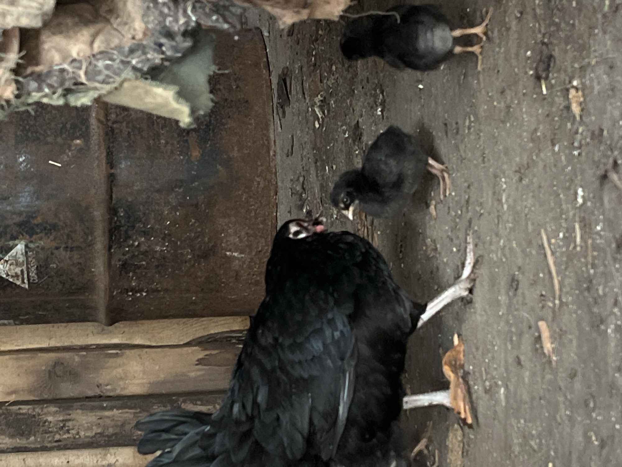 The image depicts a hen and three chicks inside a structure with wooden walls and a dirt floor. The hen is black and facing the camera. Two of the chicks are black and small. One chick is facing away from the camera, while the other is facing the camera. The environment appears cluttered, with debris on the floor and materials hanging from the walls. Location: Lozarevo, Bulgaria is noted.