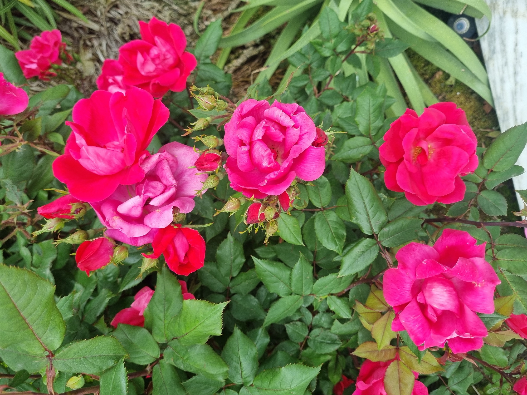 The image shows a cluster of deep pink roses blooming amidst green foliage. The roses vary in their stage of bloom, with some fully open and others appearing as buds. The leaves are a deep green with serrated edges. There is a patch of dry grass in the upper left corner and a white object in the upper right corner of the photo. There is no indication in the image that the scene is in Sochi, Russia.