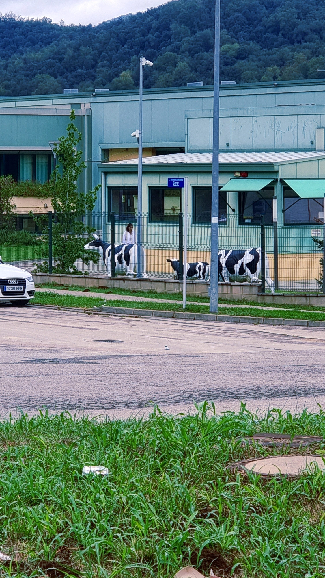 The image captures a section of a street in La Vall de Bianya, Spain. In the foreground, a paved road shows some wear and tear, with patches of grass growing along its edge. Beyond the road, a metal fence separates the street from a property with a building and two life-sized cow statues. The building appears to be a modern, light-colored structure with green trim and a large, dark tiled roof. A person in a white shirt is standing near the fence. One cow statue is positioned closer to the foreground and appears to be a calf, while a larger cow statue stands further back. The background is dominated by a lush, tree-covered mountain range. A white Audi car is parked on the left side of the road. A street sign with blue lettering that reads "Carrer dels Bolets" is visible on the building.