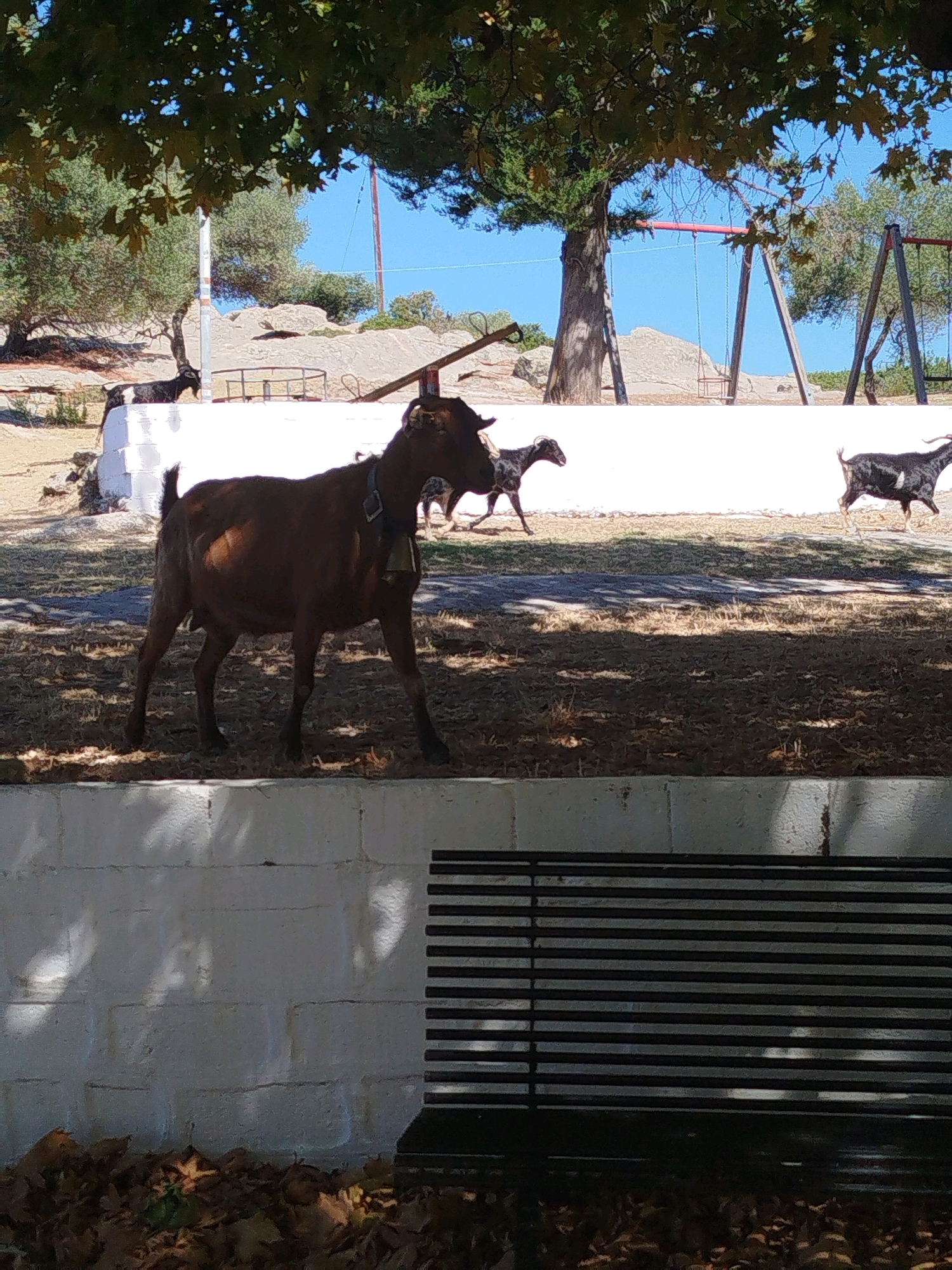 A herd of goats are in a grassy area with trees and a playground in the background. The goats are of various colors, including brown, black, and white. One brown goat in the foreground is wearing a bell around its neck. The playground has swings and a slide. The area appears to be a park or recreational area. The image is taken from a slightly elevated angle, suggesting the photographer may be standing on a wall or raised platform. The leaves on the ground and the dappled sunlight indicate it is likely daytime. The location is the Sithonia Municipal Unit, Greece.