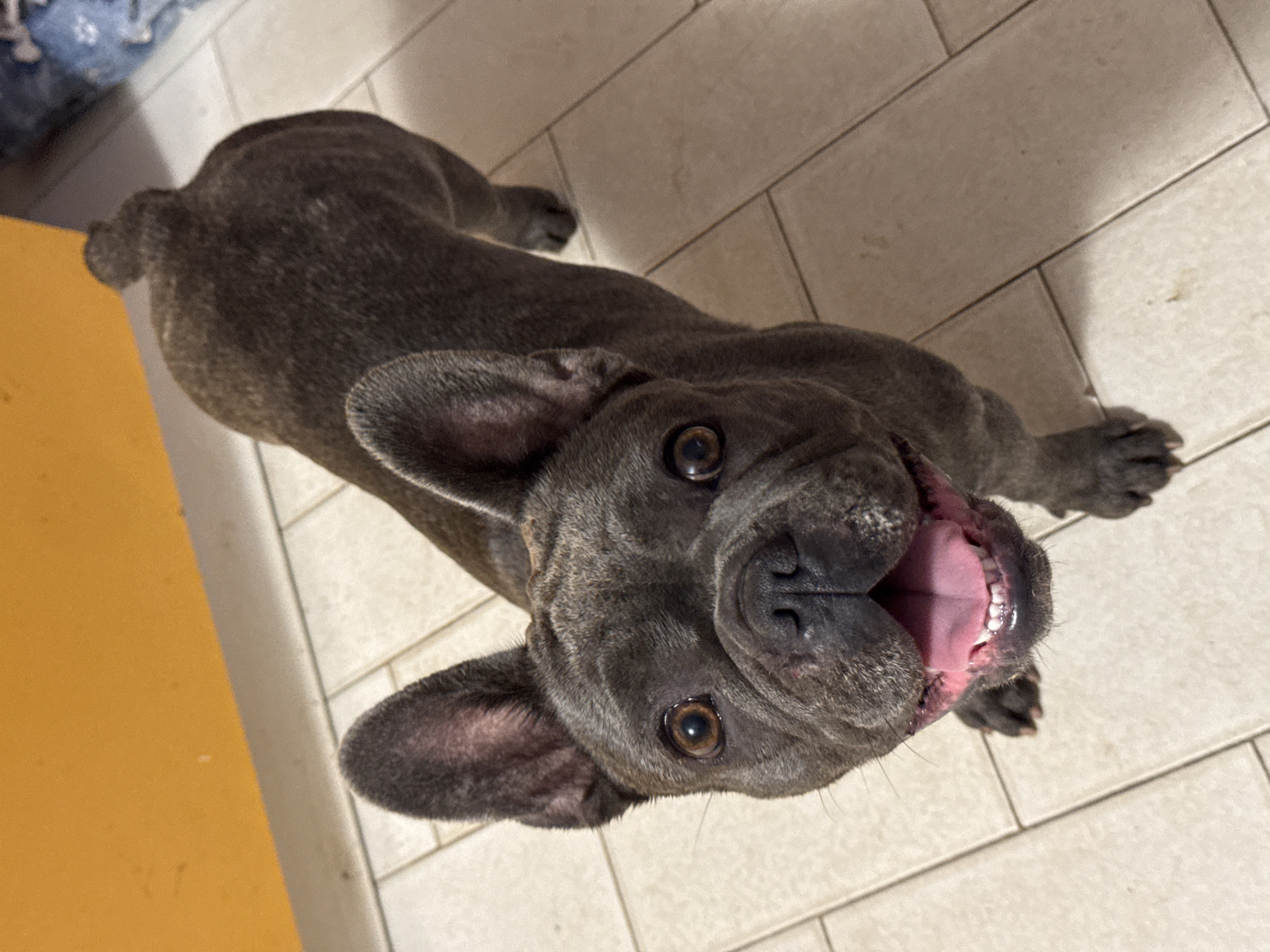 A dark grey French Bulldog is standing on a light-colored tiled floor, looking up at the camera with its mouth open and tongue out, appearing to be panting. The dog has large, erect ears, brown eyes, and a short, curled tail. Behind the dog, a bright yellow surface is visible along the top of the frame. To the right, a blurred blue object with a pattern of white paw prints can be seen. The scene appears to be indoors, possibly in a kitchen or bathroom, given the tiled flooring. The lighting is natural, casting soft shadows on the floor. The image does not contain any discernible elements that would allow for the precise location within the city of San Benedetto del Tronto, Italy.