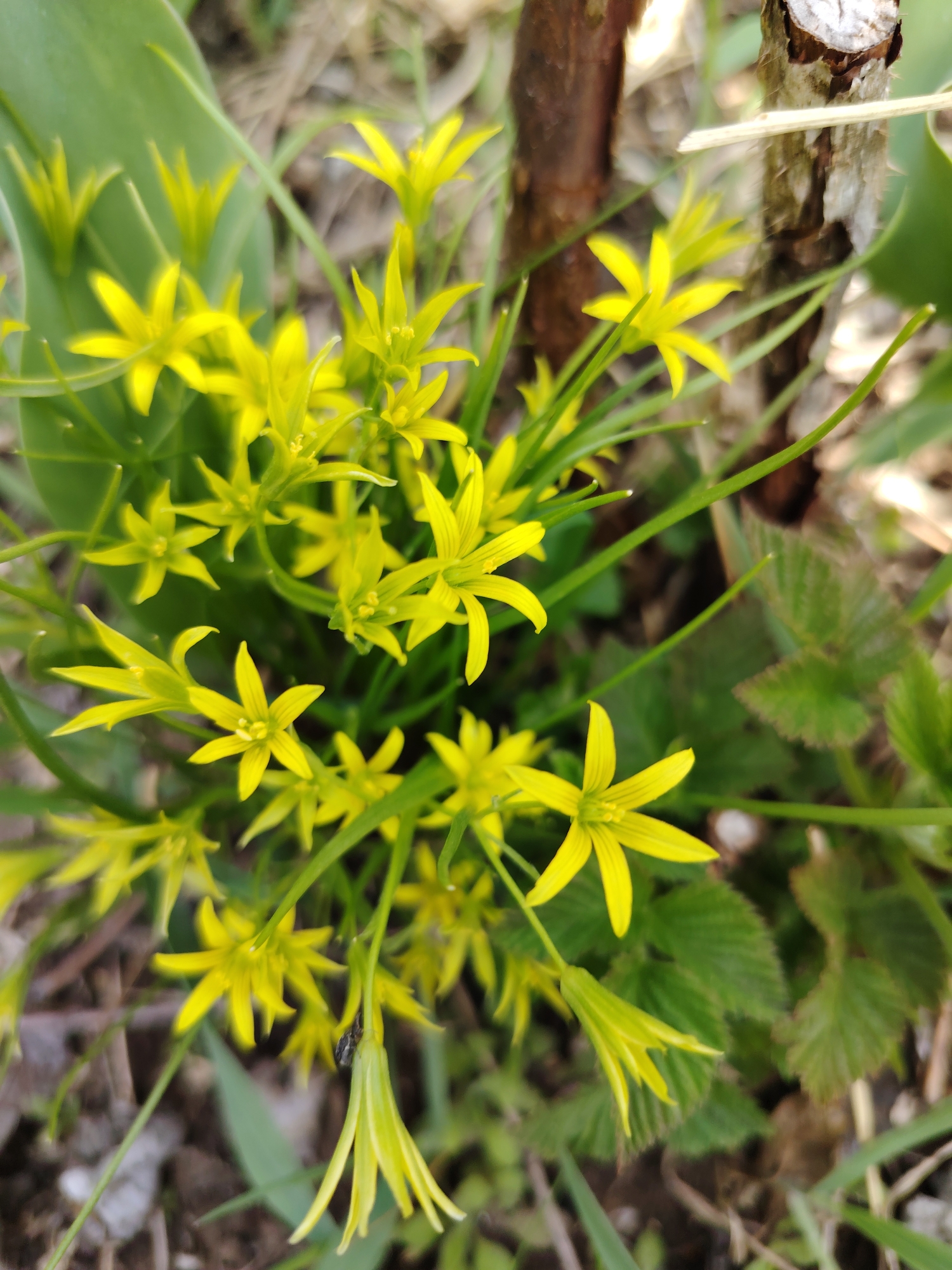 A close-up, top-down shot reveals a cluster of bright yellow Gagea flowers in bloom, interspersed with green foliage. The flowers are characterized by their six pointed petals. Adjacent to the flowers, a small, thin tree trunk is visible, its bark exhibiting a mix of brown and lighter tones. In the background, other plants and ground debris are discernible. Given the prompt's reference to Chaikovsky, Russia, the photograph likely originates from a natural or landscaped area within that city.