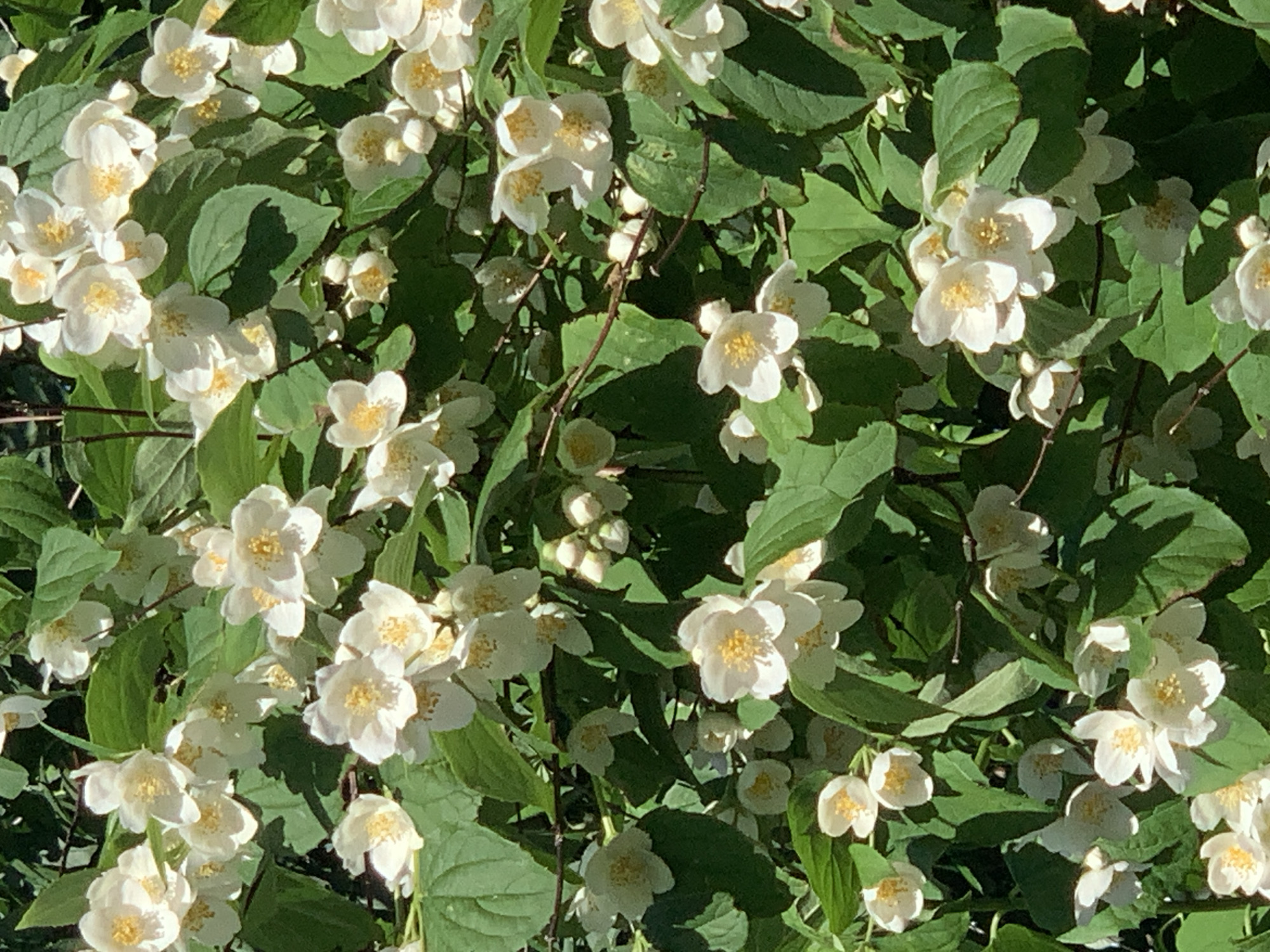 The image presents a close-up view of a dense shrub adorned with numerous white flowers and vibrant green leaves. The flowers are small to medium-sized, featuring five distinct white petals and prominent bright yellow stamens at their centers. Many flowers are in full bloom, while some unopened buds are also visible, hinting at ongoing growth.
The lighting suggests a bright, sunny day, with direct sunlight casting distinct shadows across the leaves and petals, highlighting the texture and depth of the foliage. The green leaves vary in shade, from brighter green where illuminated to darker green in the shadows, creating a natural, leafy background for the blossoms.
The scene captures a moment of natural beauty, likely in a garden, park, or outdoor landscape. There is no specific activity taking place, as it is a still nature shot. The overall impression is one of freshness, summer, and flourishing plant life. No people or artificial objects are visible, and there is no discernible text within the image. The focus is entirely on the intricate details of the flowering plant, possibly a Mock Orange (Philadelphus) or a type of Jasmine.