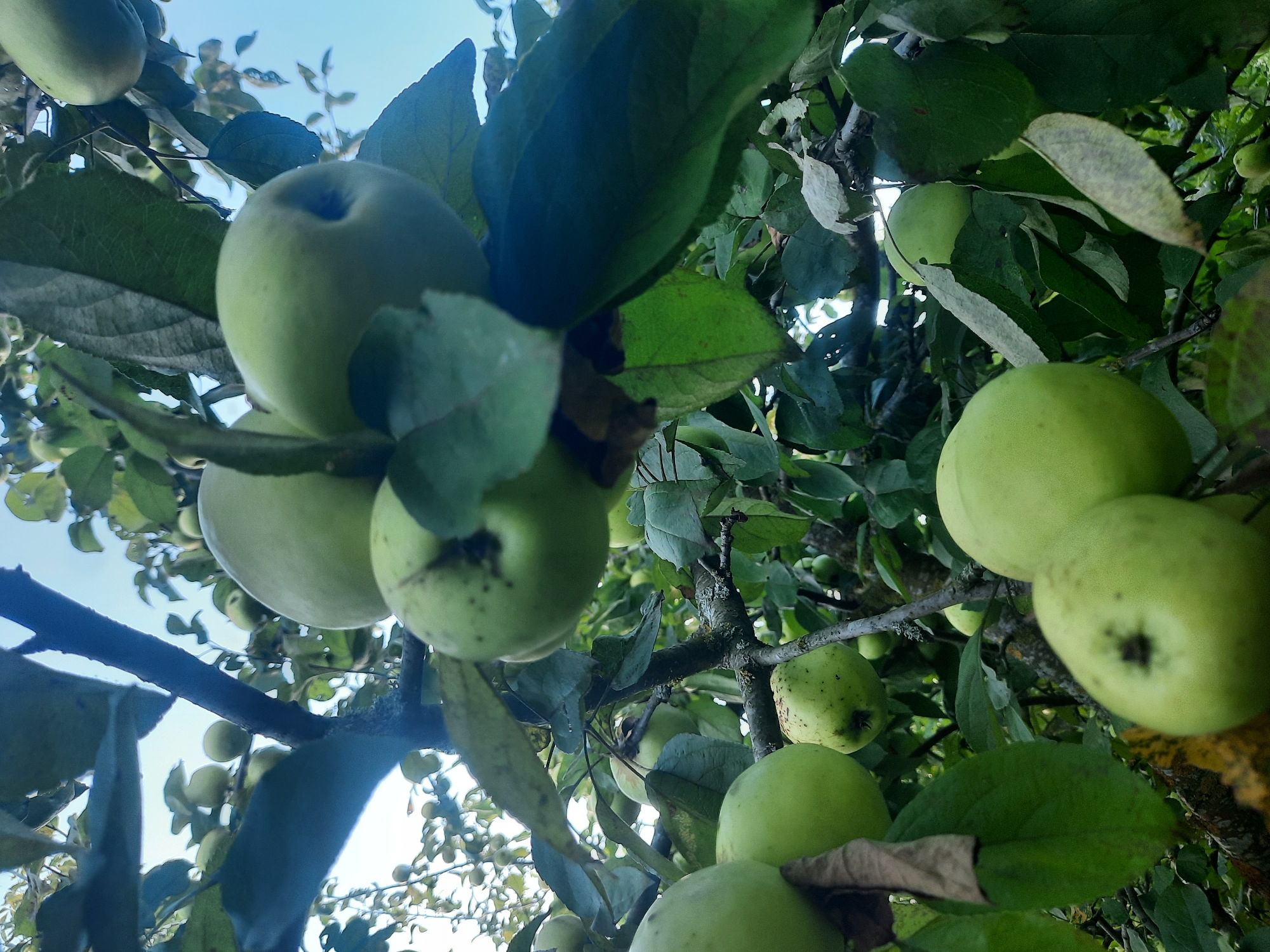 The image depicts a close-up view of green apples growing on a tree, with branches and leaves filling the frame. The apples vary in size and some have small dark spots. The background shows a bright sky with a few hints of clouds. The perspective is from below, looking up into the branches of the tree. The scene appears to be set in an outdoor environment, likely an orchard or garden. There are no people or animals visible in the image. The overall impression is one of natural growth and abundance. The specific location in the city of Шклоў, Belarus, is not visually identifiable from the image content.