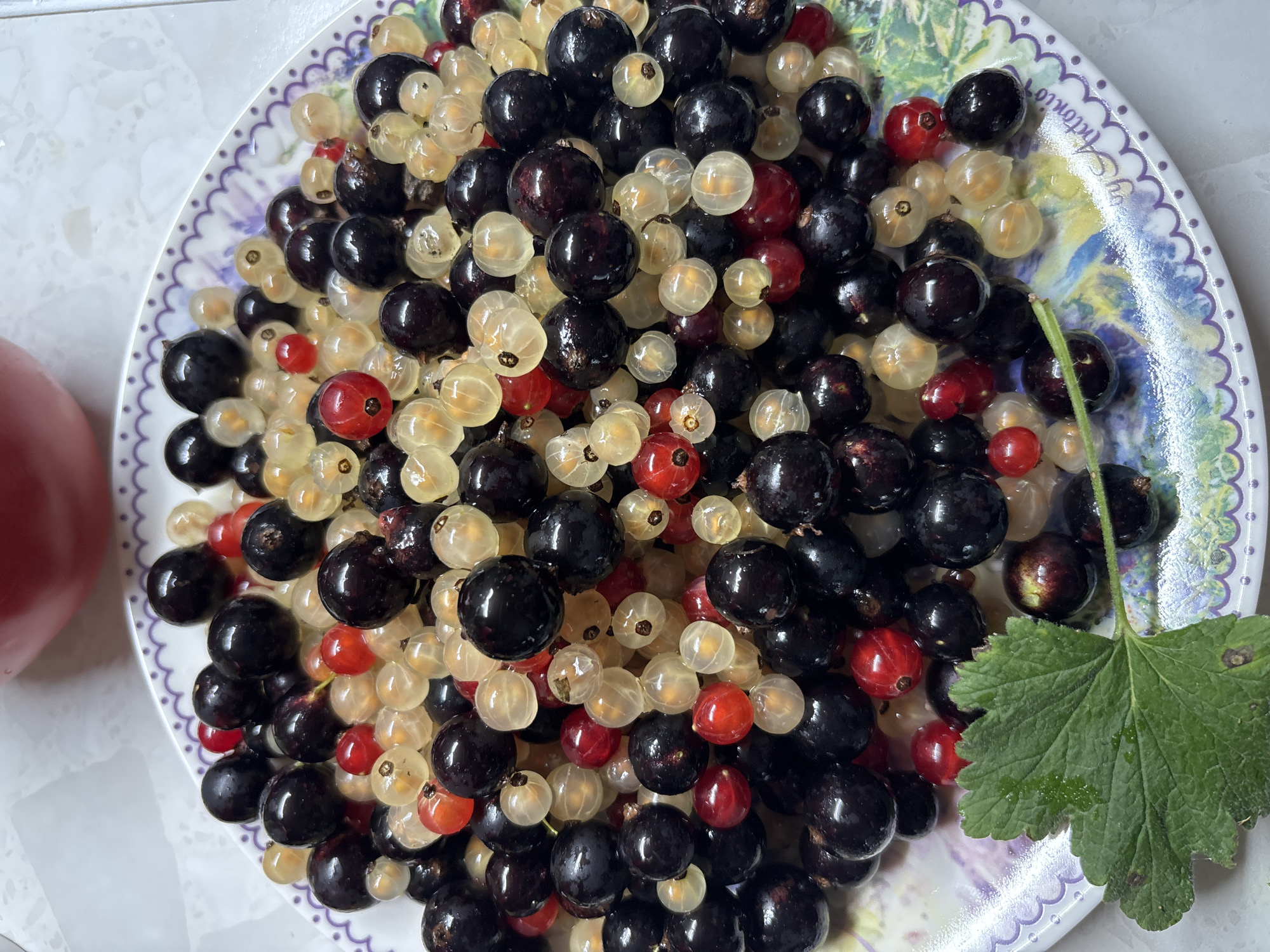 A close-up, overhead shot shows a white plate filled with a variety of fresh currants. The plate has a decorative purple border with a floral pattern and text that reads "by Antonio". The currants are a mix of colors: deep black, translucent white, and bright red. Some of the white currants reveal their seeds through their skin. A single, large green leaf with visible veins lies on the left side of the plate, partially covering some of the berries. The background is a light-colored, textured surface. The image appears to be taken indoors, likely in a kitchen or dining area, possibly in a city like Kordovo, Russia, given the context provided.
