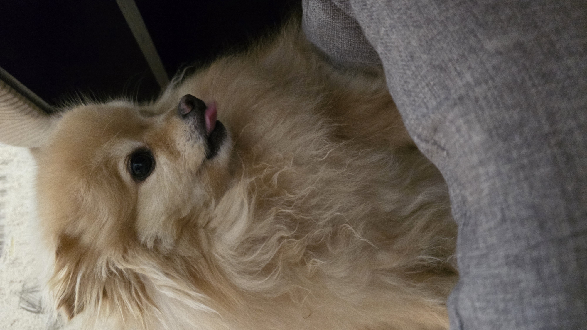 A fluffy Pomeranian dog with cream-colored fur is the subject of this close-up, vertical, eye-level shot. The dog is positioned in the lower half of the frame, looking to the right with its tongue sticking out. Its dark eye is visible, and its ears are upright. The dog's fur is thick and appears slightly tousled. It is resting on a gray, textured surface, possibly a blanket or cushion. In the background, a dark, out-of-focus area suggests a darker environment. The overall lighting is soft, highlighting the dog's fur. The location in Верхнеказымский, Russia, is not discernible from the image itself.