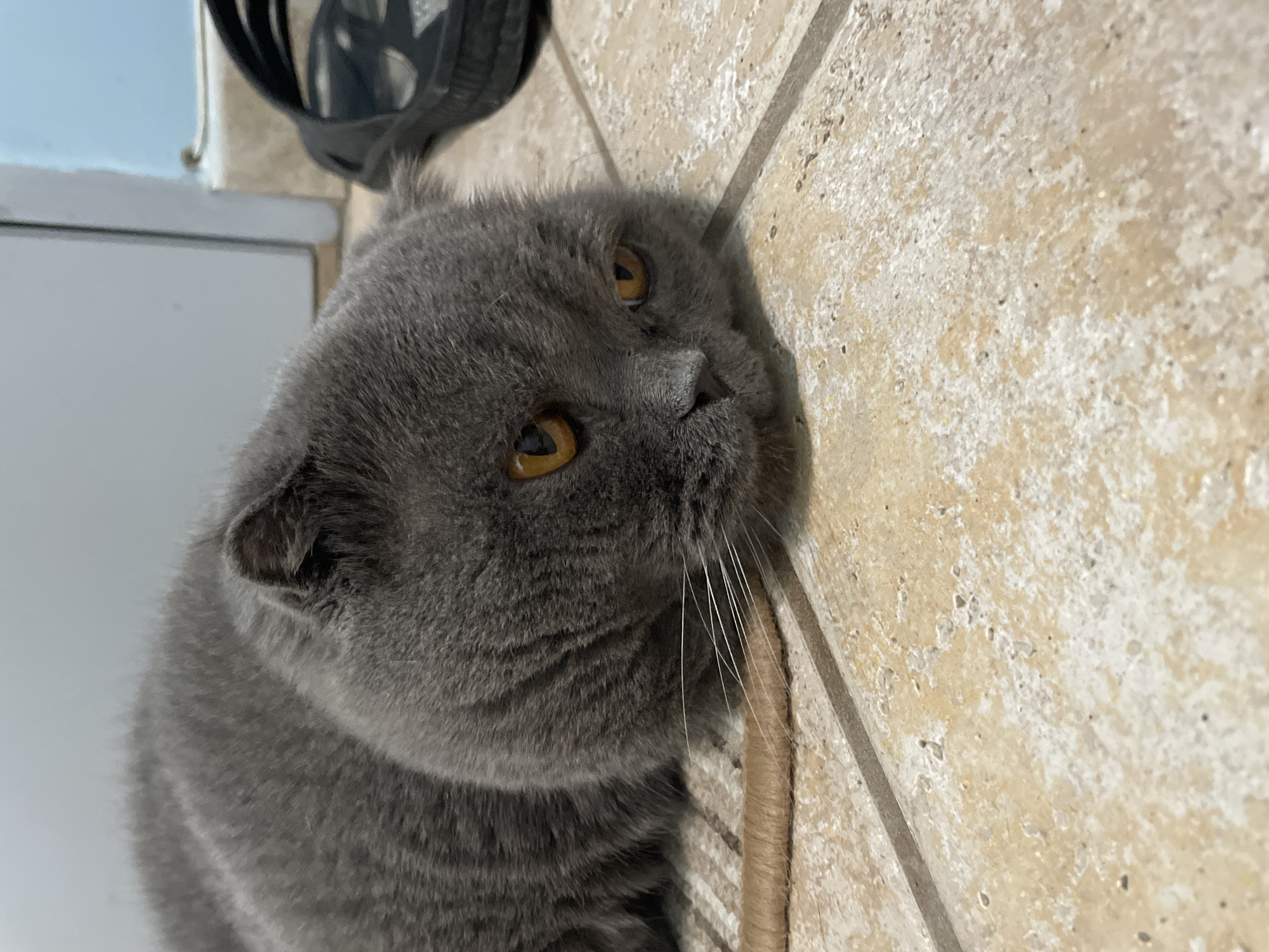 A grey, short-haired cat is lying on a tiled floor next to a doorway. The cat has orange eyes and white whiskers. A black sandal is visible in the background on the right side of the image. The floor tiles are light brown with some white speckling.