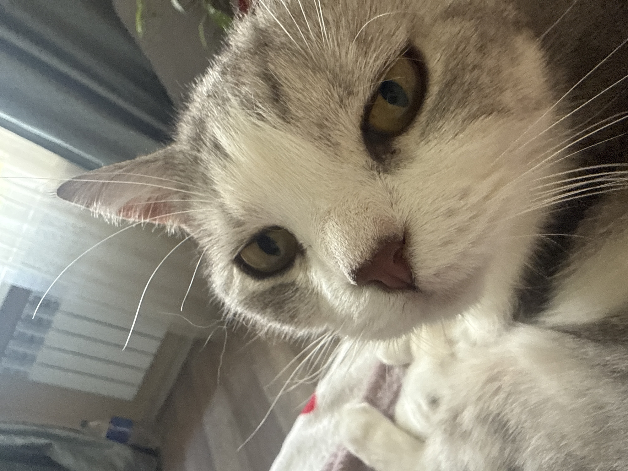 A close-up, eye-level shot focuses on the face of a grey and white cat. The cat is lying down on a patterned blanket, with its head tilted towards the camera. Its large, amber eyes are looking directly at the viewer, and its pink nose is slightly wet. The background is blurred, but appears to be an indoor setting with a radiator and curtains visible. The lighting is soft and natural, casting a warm glow on the cat's fur.