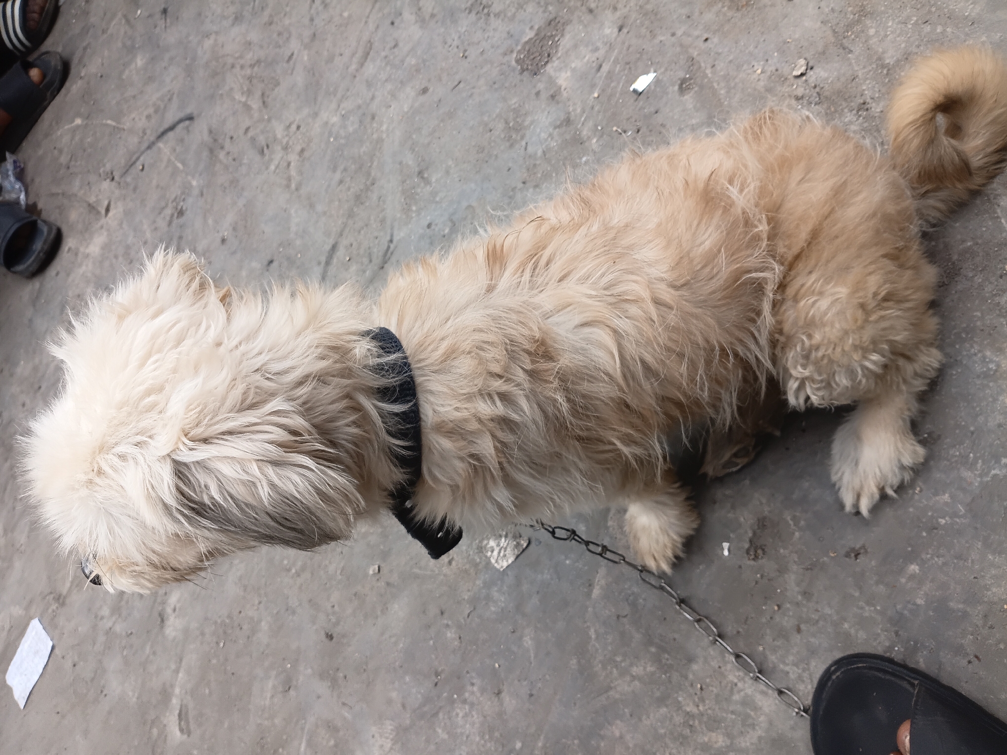 The image depicts a light brown, shaggy dog with a fluffy tail, lying on a concrete surface. The dog is wearing a black collar and is attached to a metal chain, suggesting it is either tethered or being walked. In the background, the feet of at least two people are visible, wearing sandals, indicating a casual setting. One person is wearing black sandals, and another is wearing dark sandals with white stripes. The concrete ground is somewhat rough and shows some dirt and debris. There are also small pieces of white paper scattered on the ground. The lighting suggests it is daytime. The scene appears to be outdoors, possibly a street or a yard in Gwong, Nigeria. The dog's fur is a light brown or sandy color, and its face is partially obscured by its shaggy hair. The overall impression is a relaxed or resting dog in an everyday outdoor environment.