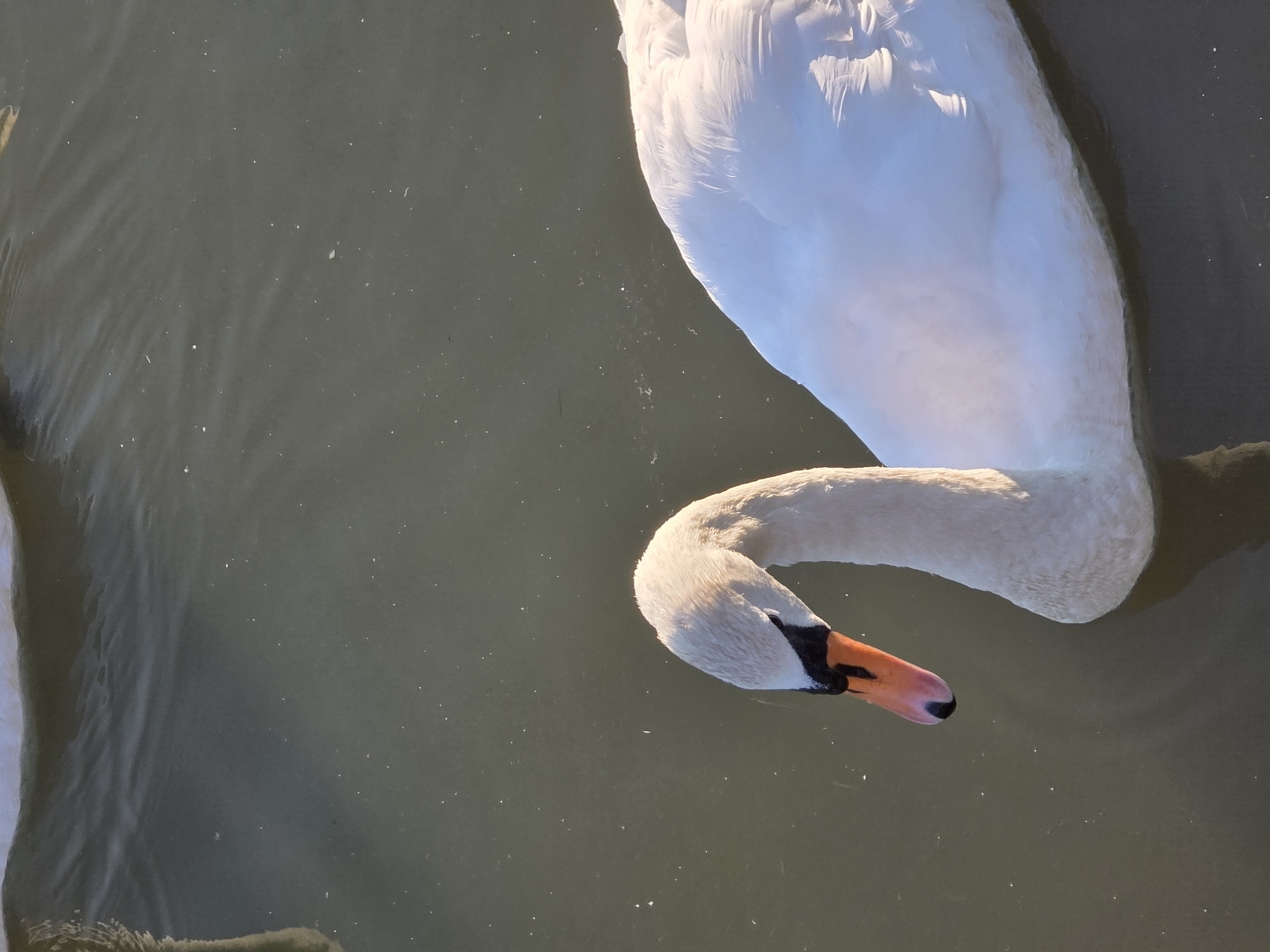 An overhead, close-up shot captures a majestic white swan gracefully swimming on murky, greenish-brown water. The swan's head is lowered and turned to the left, its beak a striking orange with a black tip. Its pure white feathers are brightly illuminated by the sunlight, creating a dramatic contrast against the dark water. The water's surface is calm, with subtle ripples and small, light-colored specks scattered across it. The background is predominantly the water, with a hint of another swan visible in the upper left corner. The scene appears to be in an outdoor, natural setting, likely a pond or lake within the city of Unknown, Unknown.