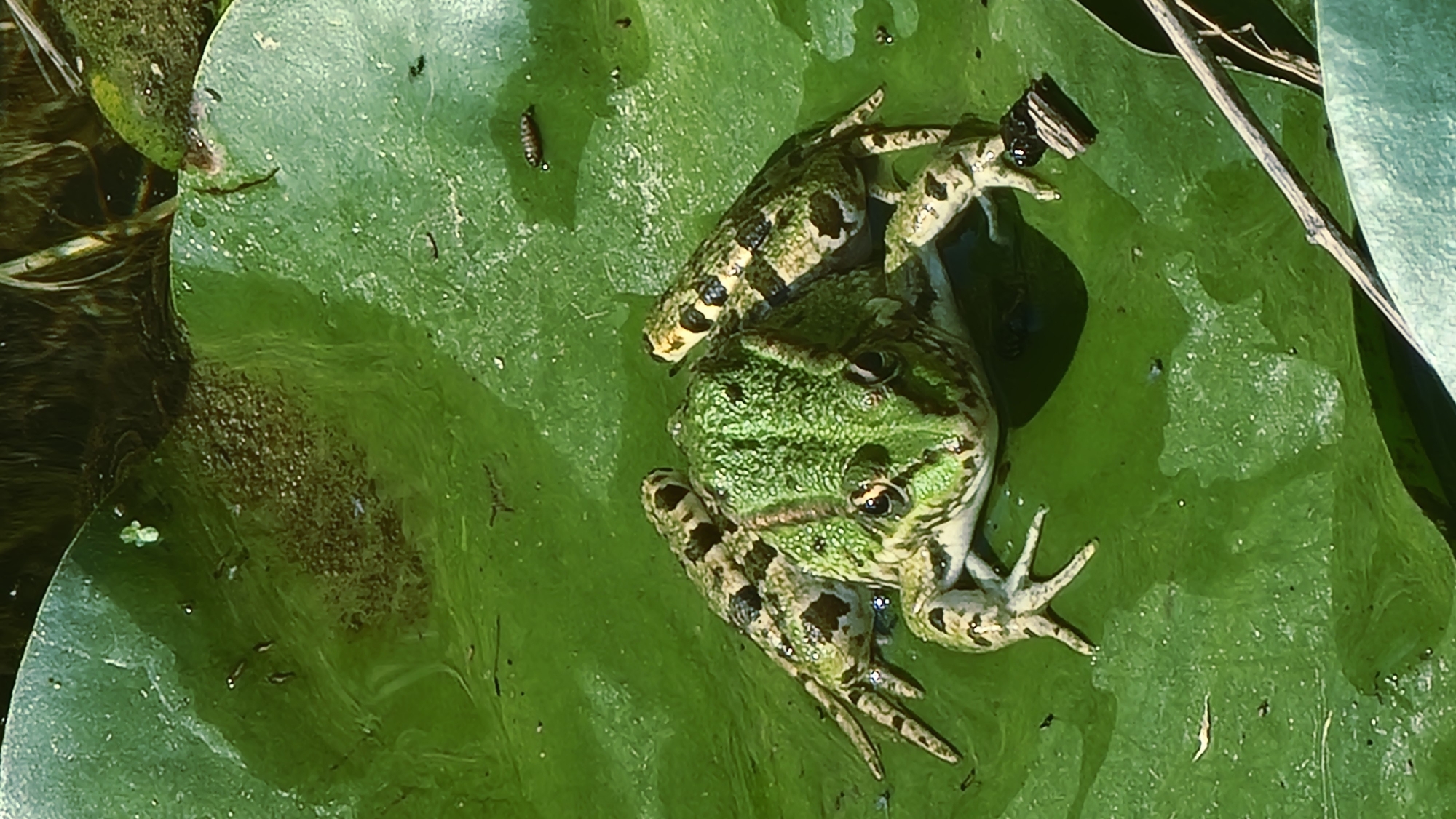 A green and brown spotted frog sits on a large, vibrant green lily pad. The lily pad is partially submerged in dark water, with some reeds and other vegetation visible in the background. The frog is the main subject of the image, with its eyes and patterned skin clearly visible. There are also a few small insects on the lily pad. The scene appears to be a natural environment, likely a pond or lake. The image is taken from a top-down perspective.