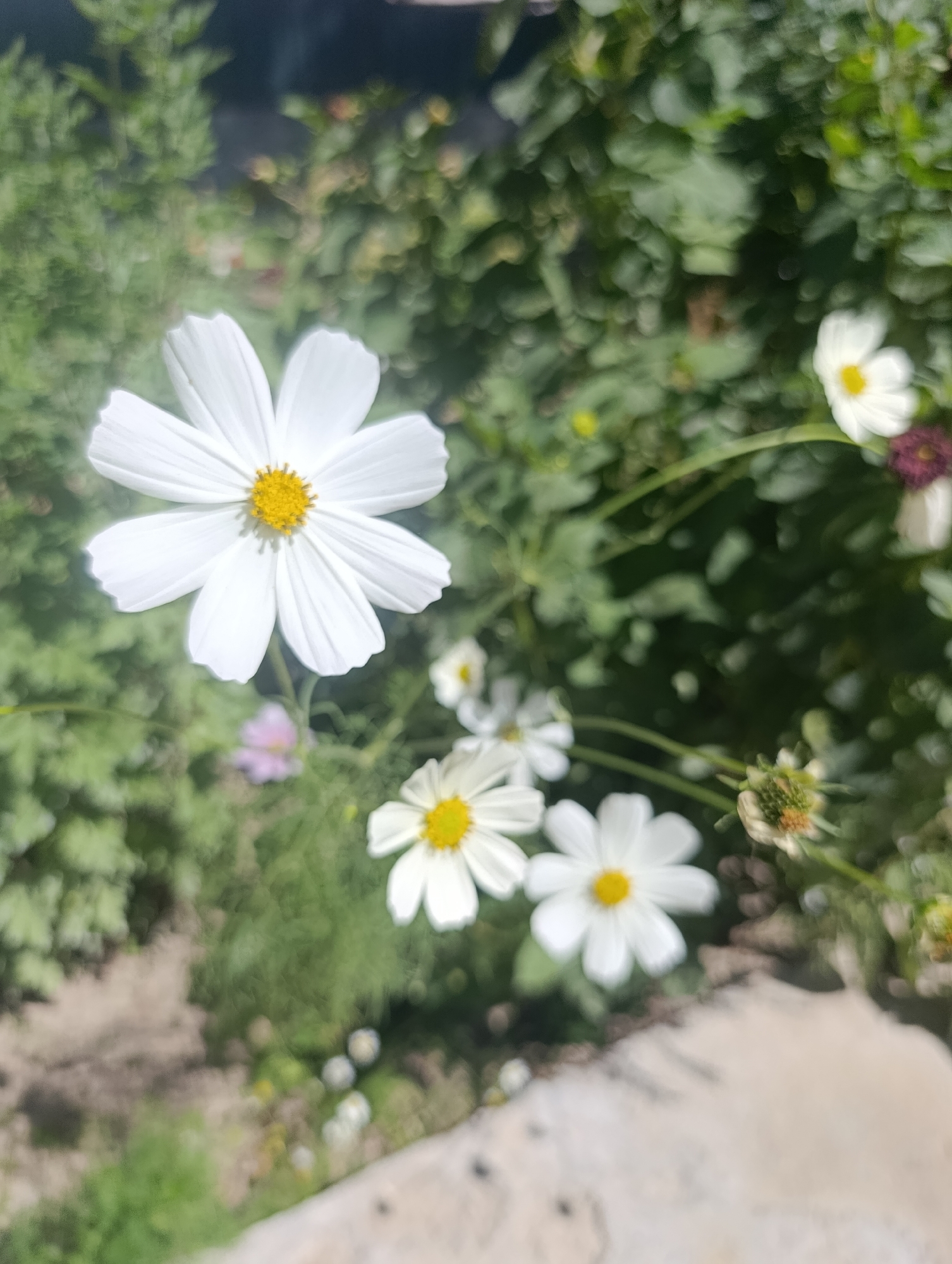 The image shows a close-up of several white cosmos flowers with yellow centers, blooming in a garden setting. The flowers are varied in focus, with one large flower in the foreground and others scattered behind it. The background is filled with lush green foliage and hints of other plants, some appearing slightly out of focus. The overall impression is one of natural beauty and tranquility. The image was taken in the city of Kochkor, Kyrgyzstan.