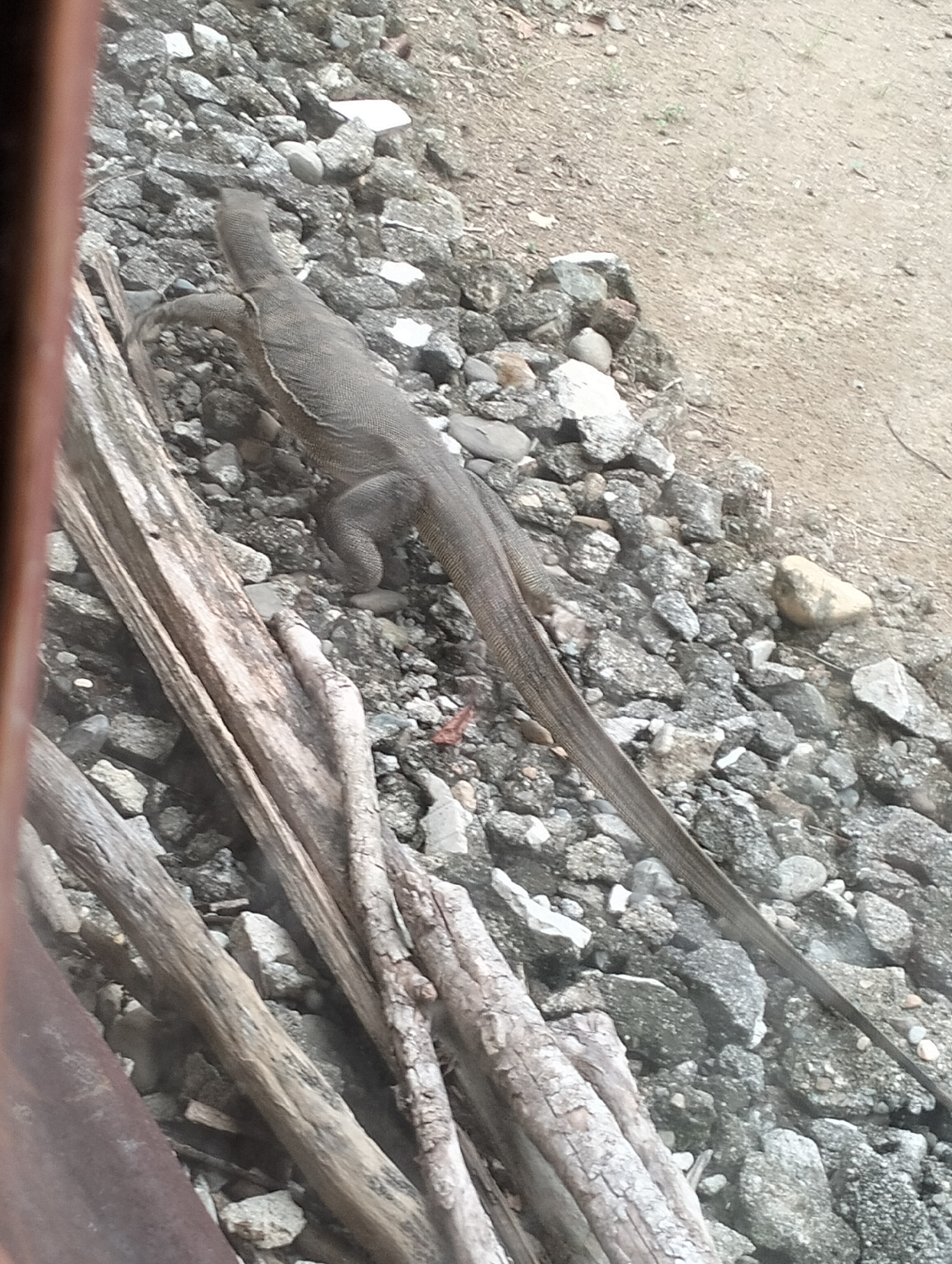 A monitor lizard is positioned on a gravelly surface, with a sandy area visible in the background. The lizard, predominantly gray and brown, is stretched lengthwise across the frame, with its head facing upwards and to the left, and its tail extending towards the right. Several pieces of weathered wood are situated in the foreground, running diagonally across the image from the bottom left corner. The environment appears to be an outdoor setting with a natural ground covering of rocks and dirt. There are no people or human activity depicted in the scene. The location is specified as Meunasahalue, Indonesia.
