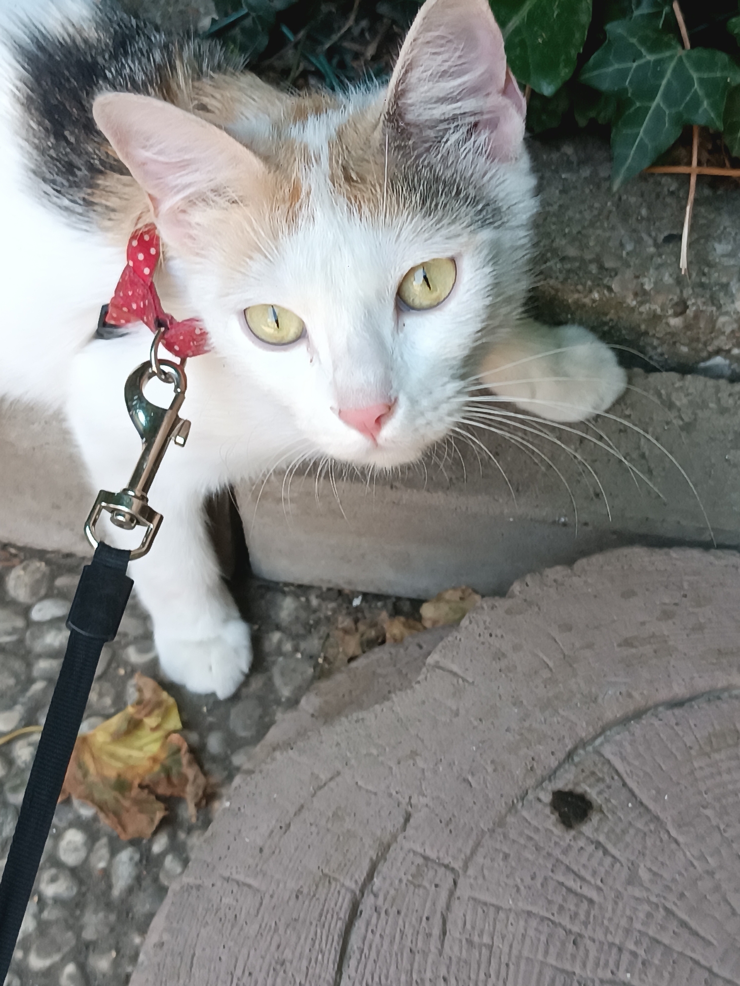 A calico cat with green eyes and a red polka dot collar is lying down on a stone surface, outdoors. A black leash with a metal clip is attached to the collar. Ivy leaves are visible in the background. The environment suggests a garden or park setting, possibly in Viadana, Italy, based on the presence of cobblestones and weathered stone structures that are common in Italian public spaces. The cat appears to be relaxed, with one paw extended forward.
