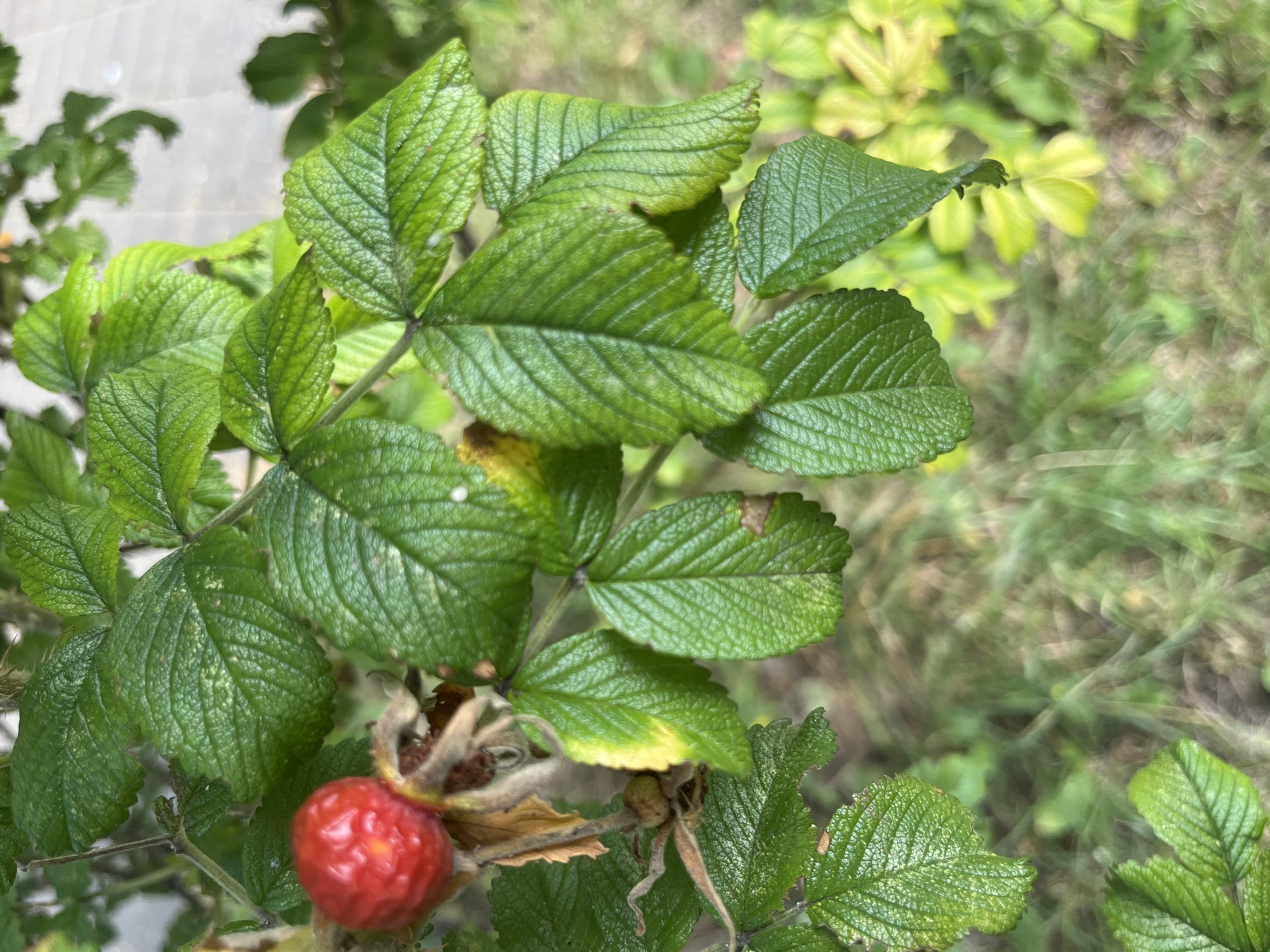 A close-up, eye-level shot focuses on a vibrant red berry and lush green leaves of a plant, possibly a rosehip bush. The berry, slightly wrinkled and about 1.5 cm in diameter, is positioned on the left side of the frame. Surrounding it are numerous serrated, textured green leaves, some displaying yellowing or browning on the edges. The background is softly blurred, showing more green foliage and hints of a light-colored, possibly paved surface. The overall impression is of a natural element within an urban setting, likely a park or garden in Minsk, Belarus, given the context. No people are visible, and the scene appears still and undisturbed.