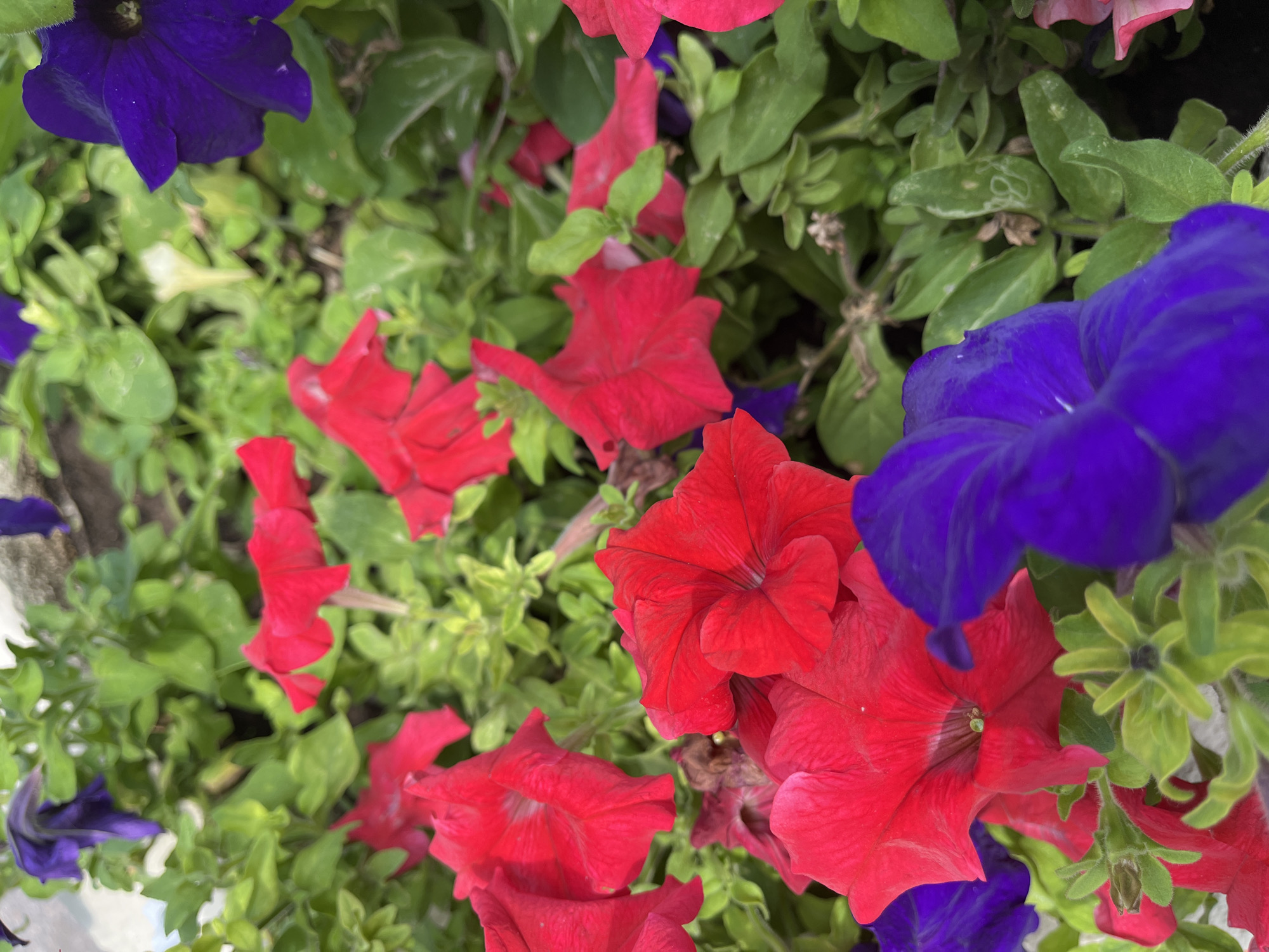 The image is a close-up, high-angle, outdoor shot of a cluster of vibrant petunias in a garden. The flowers are a mix of bright red and deep purple, with some green foliage visible. The composition is densely packed with blooms and leaves, creating a textured and colorful scene. There are no people or animals present in the image. The setting appears to be a garden or planter box, likely in a public or residential area. The image does not contain any specific landmarks or indicators that would allow for identification of the location within Astana, Kazakhstan.