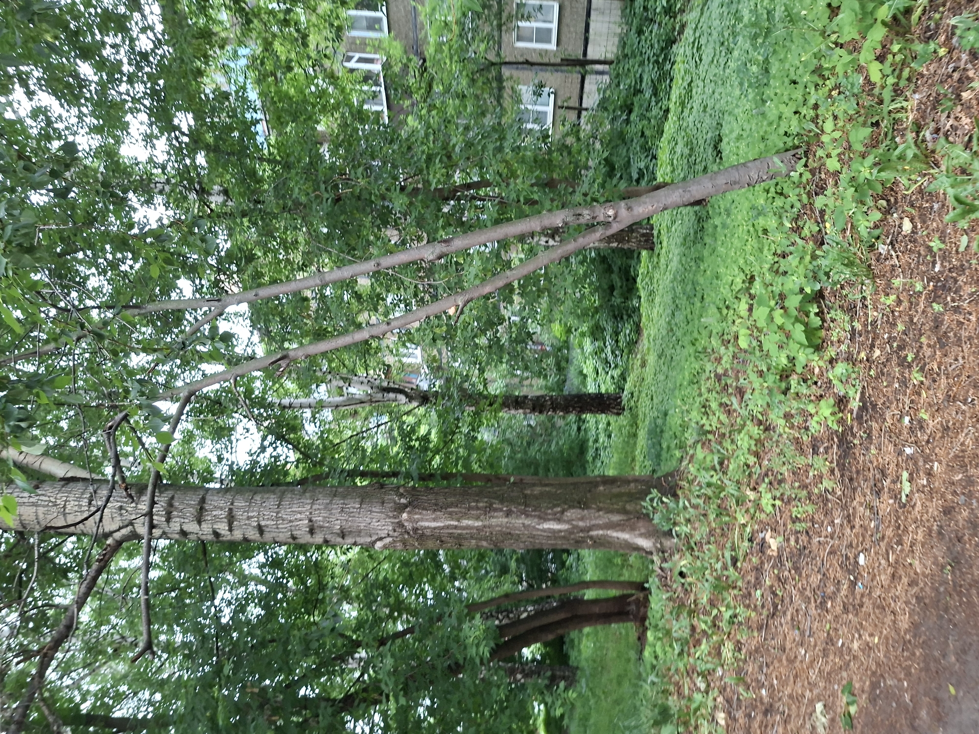The image depicts a street scene in Kazan, Russia, featuring a residential building with several windows visible behind lush green trees and dense foliage. The building appears to be a multi-story apartment complex with a weathered facade. In the foreground, a pathway covered with brown pine needles and scattered green plants leads towards the building. Several trees with textured bark are present, including a prominent large tree on the left and two slender trees leaning against each other in the center. The ground is covered with grass and various types of plants, creating a naturalistic setting. The sky is not visible in the frame.