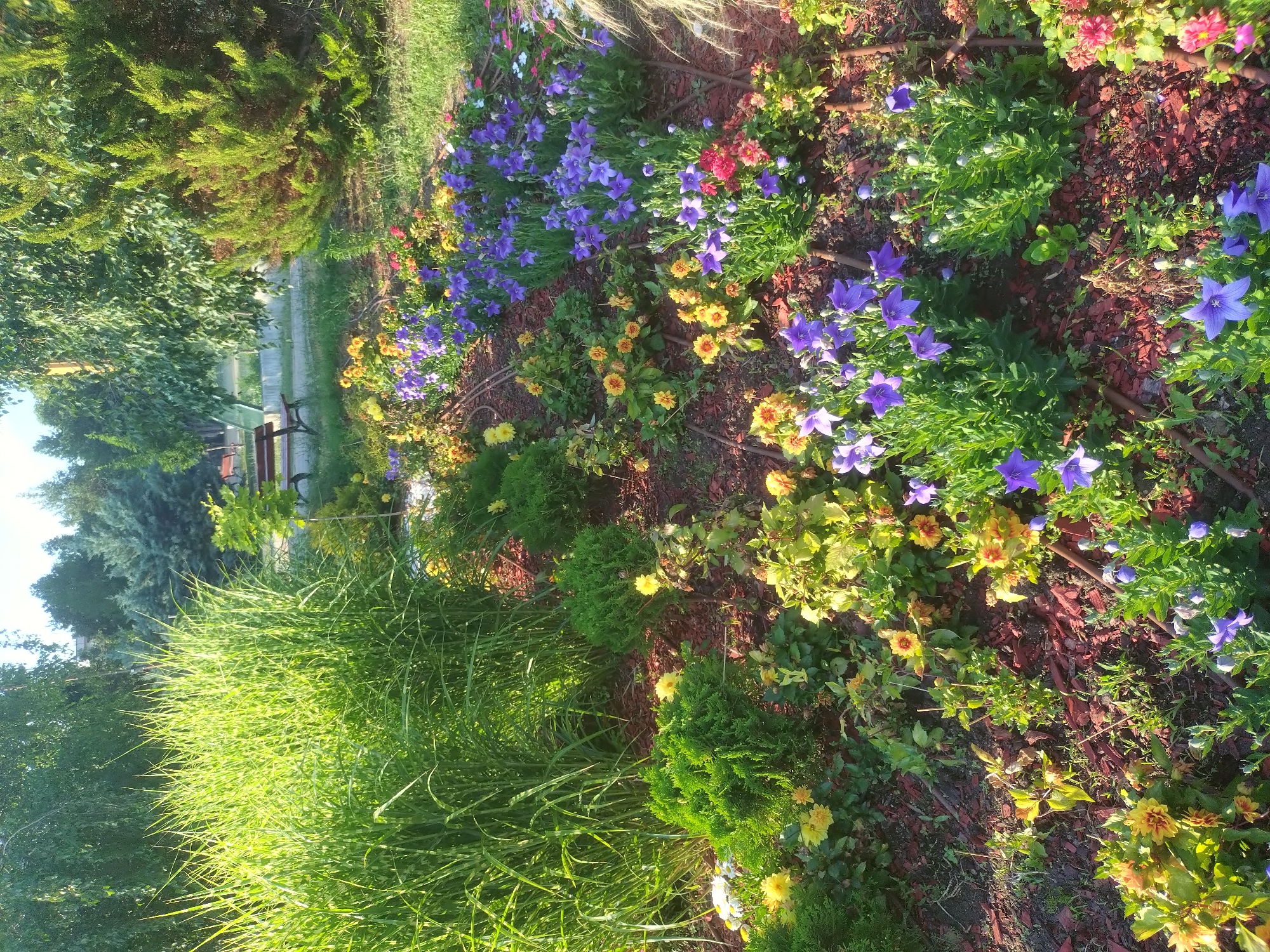 This media file depicts a vibrant, sun-drenched garden in Stara Zagora, Bulgaria. The scene is dominated by a lush array of flowers in various colors, including deep purples, bright yellows, and reds, interspersed with verdant greenery. Tall, ornamental grasses, illuminated by the sun, occupy the foreground on the left, their slender blades reaching towards the sky. Behind the grasses, a pathway is visible, with a wooden park bench situated to its side, suggesting a public or private garden space designed for relaxation and enjoyment.
The garden bed itself is a tapestry of textures and colors. Clusters of bell-shaped purple flowers stand out, accompanied by smaller yellow and red blooms. The ground cover appears to be a mix of mulch and soil, with subtle hints of irrigation tubes winding through the flowerbeds, indicating a well-maintained landscape. In the background, evergreen trees and shrubs provide a dense, natural backdrop, with a glimpse of structures that could be part of a building or garden fencing.
The quality of light suggests it is either early morning or late afternoon, with the sun casting long shadows and highlighting the dew or moisture on the foliage. The overall atmosphere is one of tranquility and natural beauty, evoking a sense of peace and the warmth of a summer day. There is no visible text in the image.