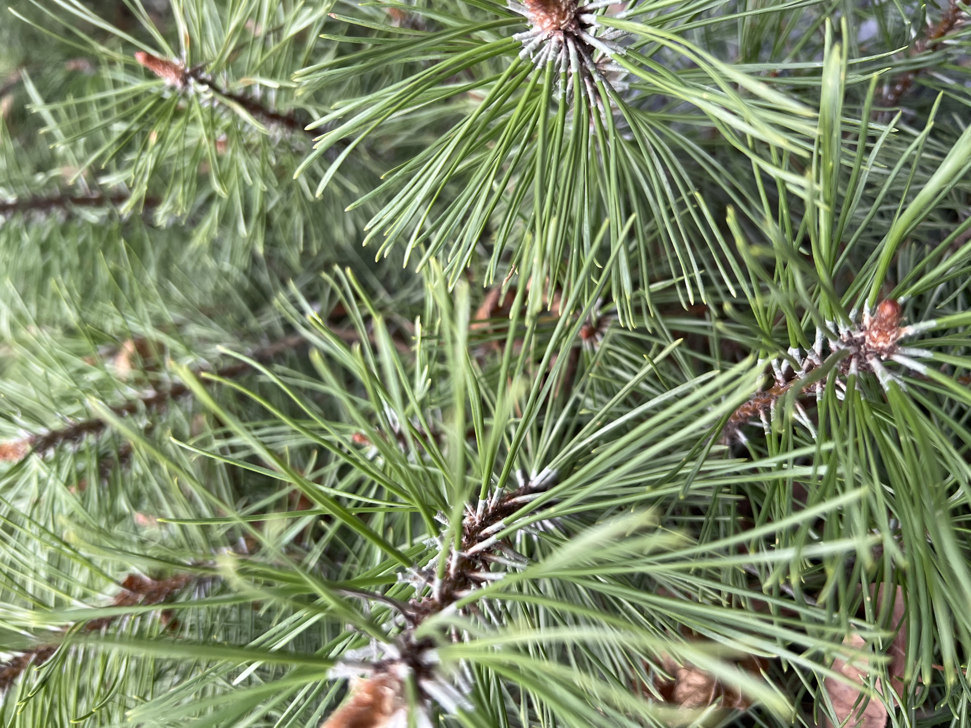 The image shows a close-up view of pine needles. The needles are green and clustered together, emanating from brown branches. The focus is sharp on the central needles, with the background slightly blurred. There are no people, objects, or interactions visible in the image. The location is unknown but potentially in Tyumen, Russia.