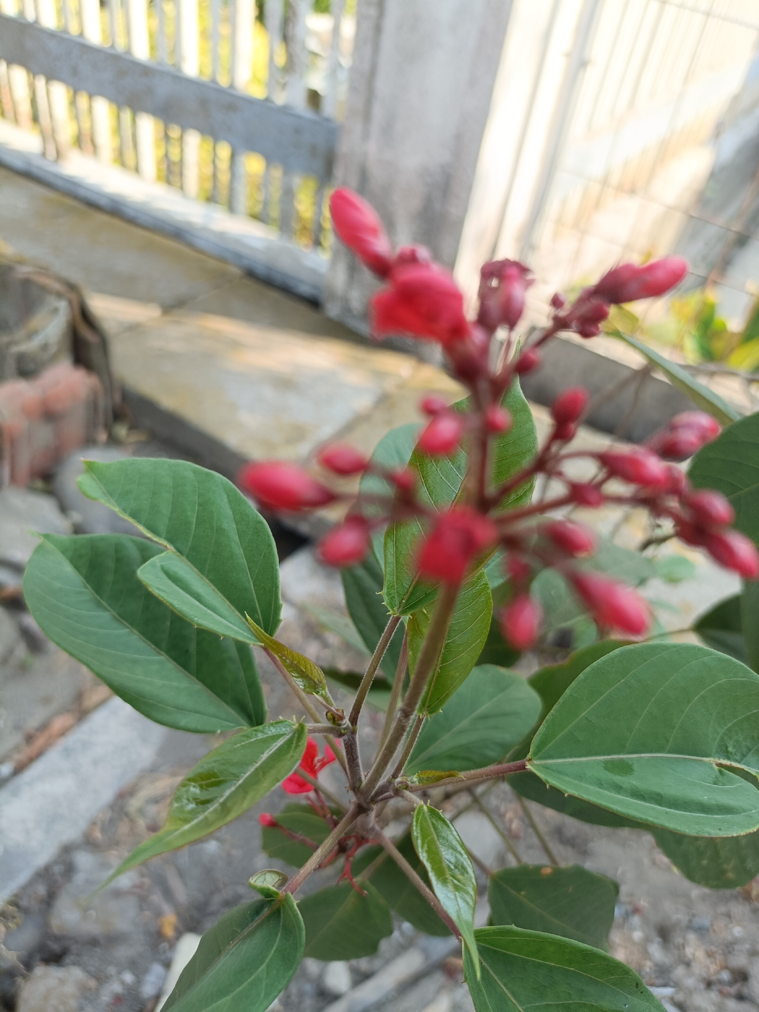 The image shows a close-up of a plant with green leaves and red flower buds. The plant is in focus, while the background is blurred. The background appears to be an outdoor setting with a fence and some concrete structures. The image was taken in Kediri City, Indonesia.
