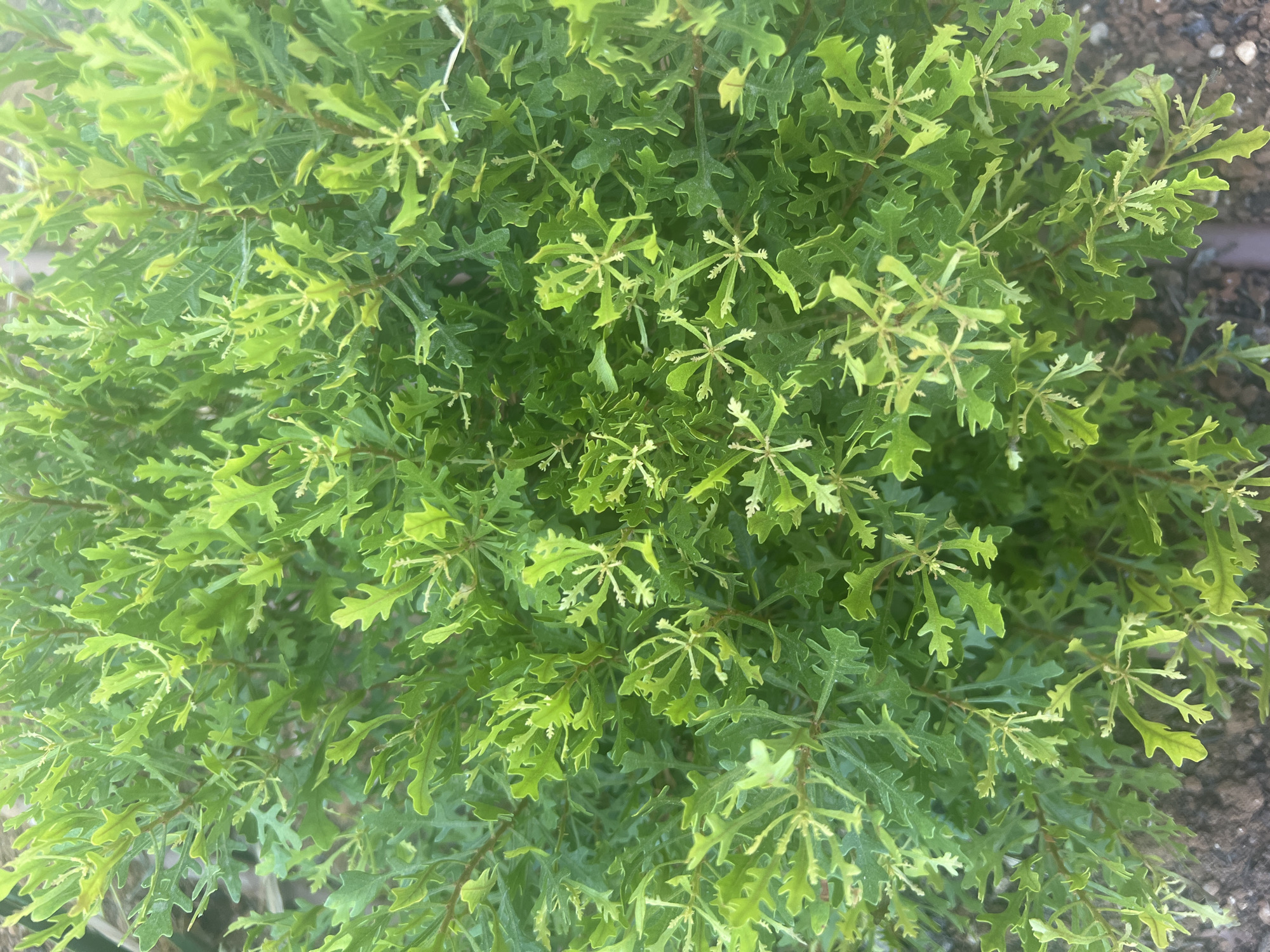 This media file is a close-up, overhead shot of a dense, leafy green bush. The leaves are small, serrated, and have a lobed appearance, resembling oak leaves. The bush is lush and appears to be healthy, with a variety of shades of green, from a deep emerald to a lighter, almost yellowish green on newer growth. The texture of the foliage is intricate, with many individual leaves and branches overlapping. The background is out of focus, but appears to be dark soil or gravel, suggesting the bush is planted in a garden or natural setting. There are no people or visible objects other than the plant itself. The lighting suggests it is daytime, likely outdoors, and the weather appears to be clear. The image provides no cues about a specific event or time of day beyond daylight. There is no visible text in the image. The location context is Hof HaCarmel Regional Council, Israel, which implies this is likely a plant found in the Mediterranean climate of that region.