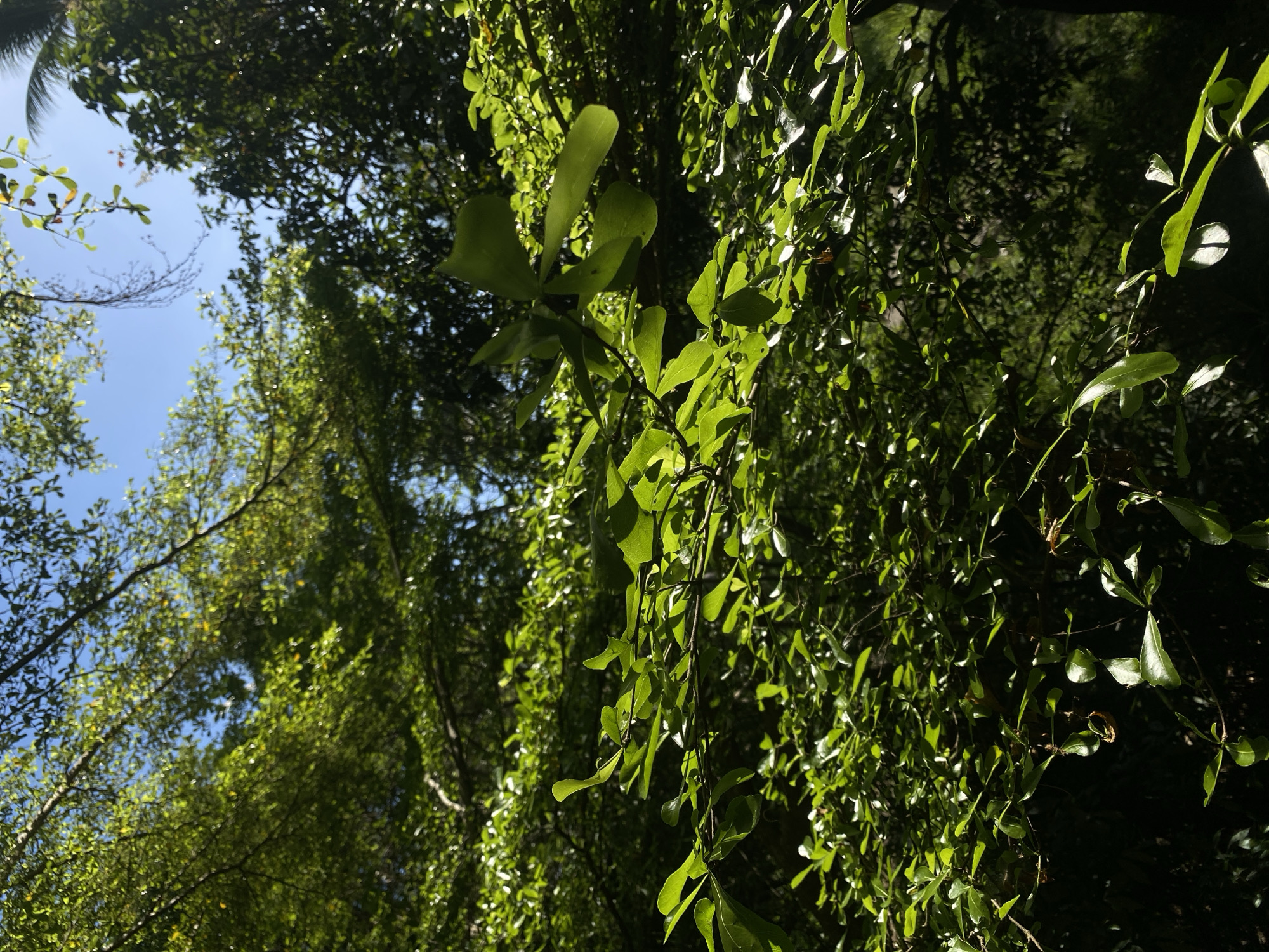 The image depicts a view upwards through a canopy of green leaves, likely in ตำบลเกาะพะงัน, Thailand. A patch of bright blue sky is visible in the upper left corner, suggesting a sunny day. The leaves are in various shades of green, with some appearing brighter due to direct sunlight. The density of the foliage varies, creating areas of light and shadow. No people, animals, or specific objects other than the leaves and branches are immediately identifiable. The environment appears to be a wooded area or forest.