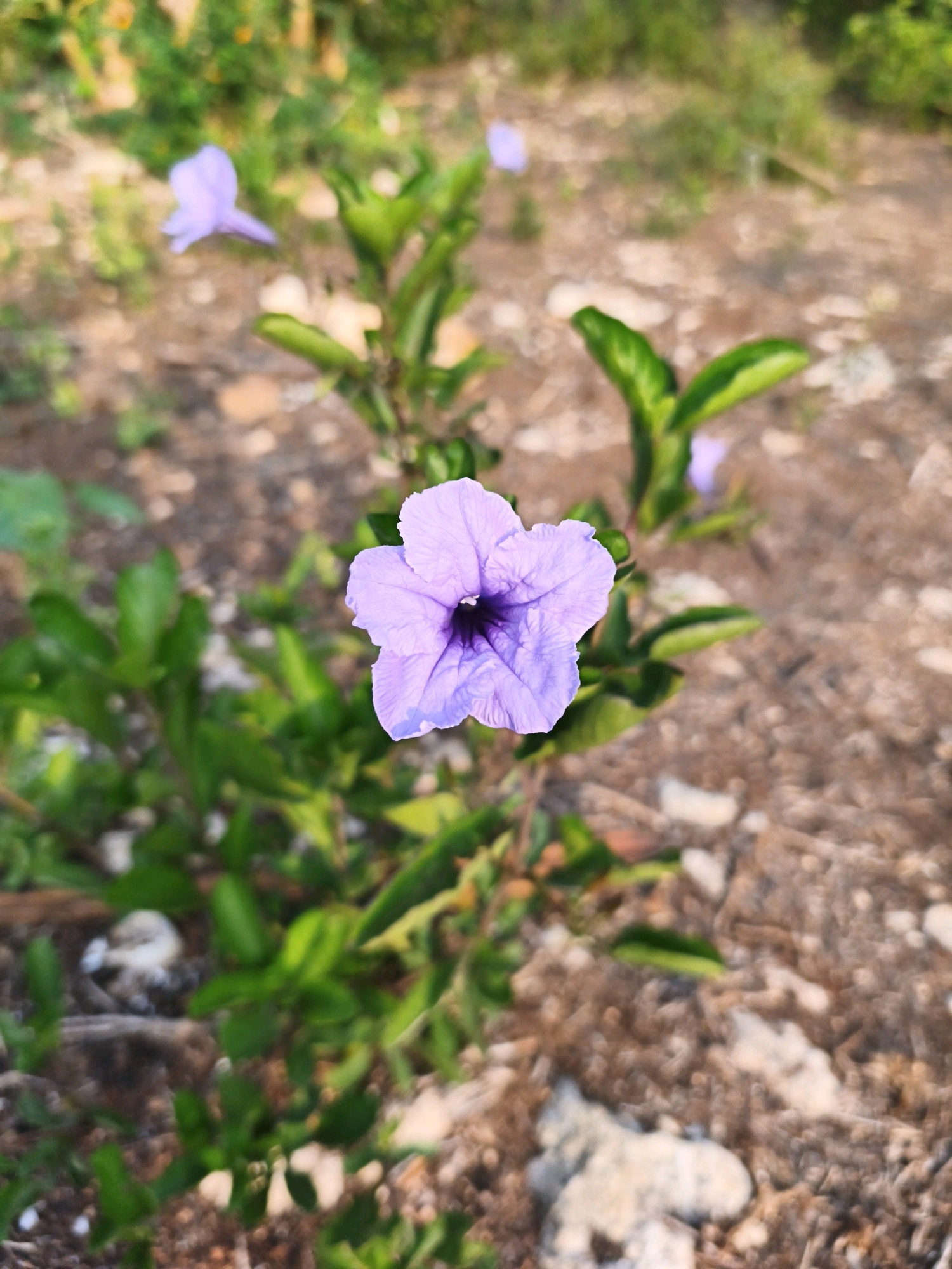 A single, vibrant purple flower with five petals and a dark center is in sharp focus in the foreground, set against a blurred background of dry, rocky soil and green foliage. The flower appears to be a Ruellia, commonly known as a Mexican petunia. Several other, less defined purple flowers and green leaves are visible behind the main subject. The ground is composed of brown dirt, small stones, and scattered pebbles. The lighting suggests it is daytime, possibly late afternoon given the soft light and shallow depth of field. The image depicts a natural outdoor environment, likely a garden or a roadside verge in Cibuluh, Indonesia. No people or animals are present in the scene.