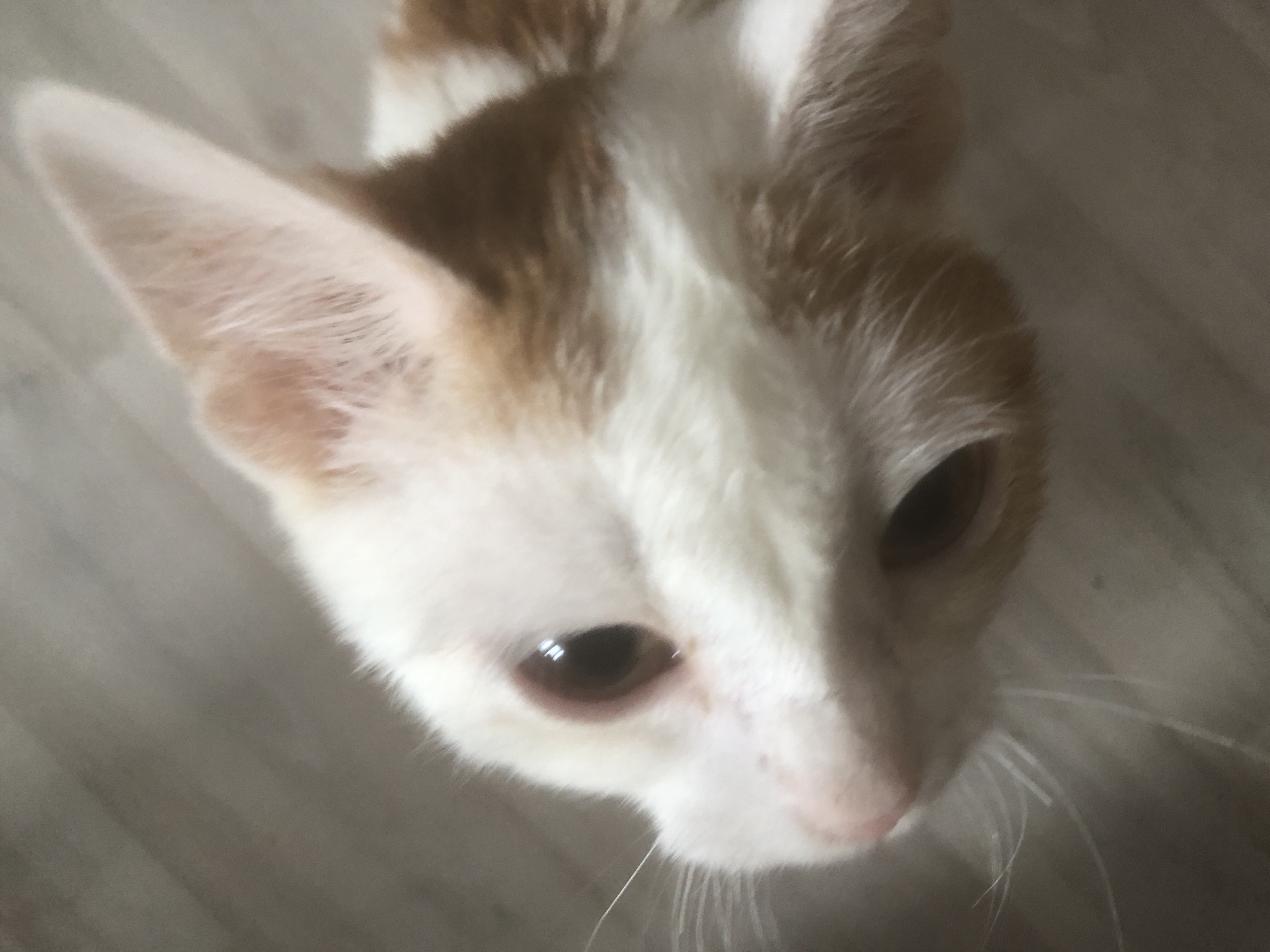A domestic cat is depicted in a close-up, high-angle shot, looking directly upwards. The cat has a distinctive white and ginger (orange-brown) fur pattern, with the white covering most of its face and the ginger appearing on the top of its head, ears, and patches further back on its body. Its eyes are dark brown with reflections visible in the pupils, conveying an attentive or curious expression. A small, pink nose and fine white whiskers are visible around its snout.
The cat's fur appears soft and well-groomed. The background is uniformly light-colored and significantly out of focus, suggesting an indoor setting, possibly a floor or wall, which allows the cat to be the sole sharp subject in the frame. The lighting is soft and even, highlighting the texture of the cat's fur. There are no other subjects, objects, or visible text in the image. The precise time of day or external weather is not discernible from this indoor perspective. The photograph was taken in Nyagan, Russia.