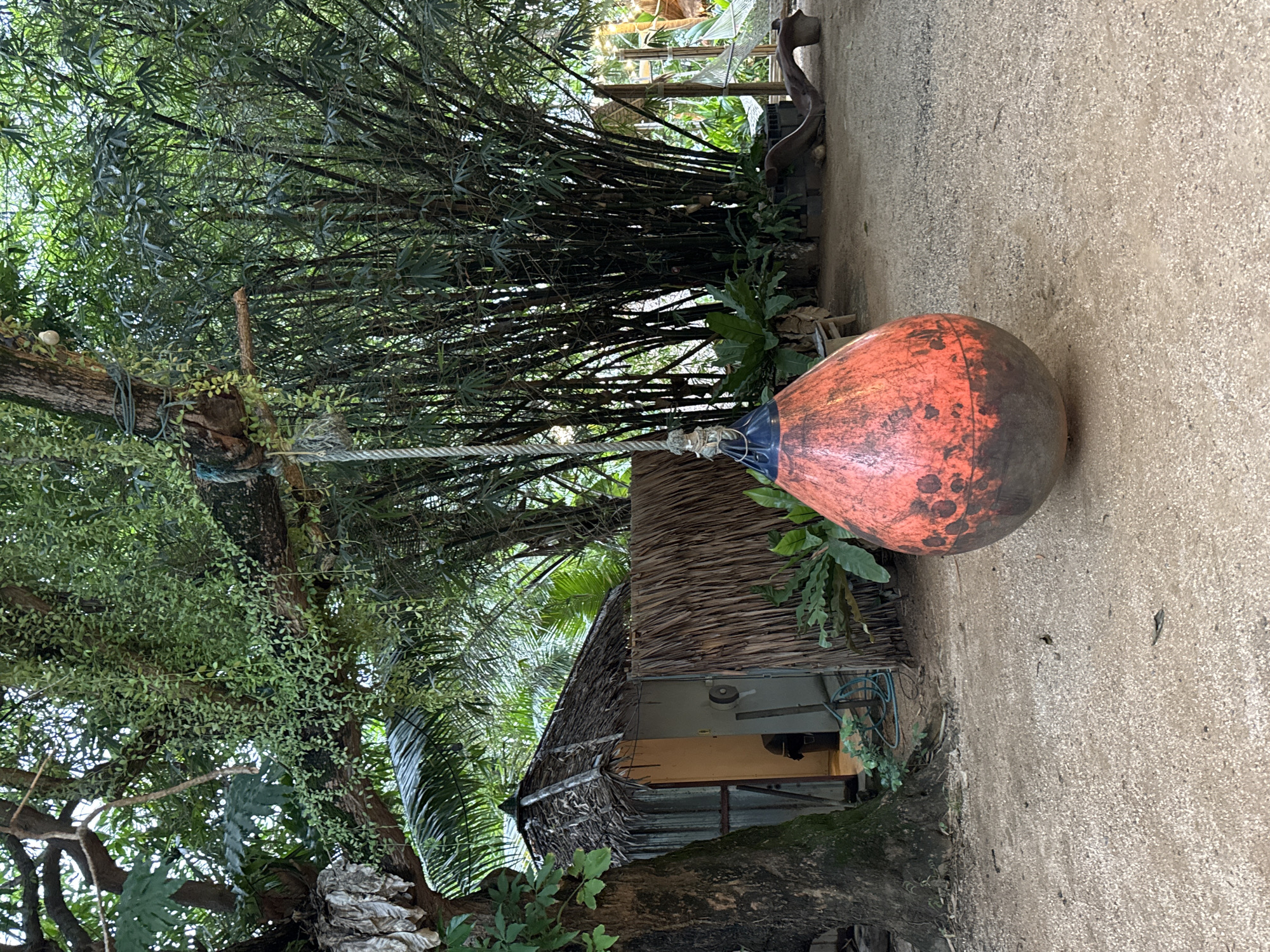 This media file captures an outdoor scene with a prominent orange buoy hanging from a rope. The buoy is weathered and appears to be made of durable material, possibly rubber or vinyl. It's suspended from a tree branch, suggesting it might be used for a recreational activity or as a decoration.
Behind the buoy, a small hut with a thatched roof is visible. The hut seems to be made of natural materials, fitting into a tropical or rustic environment. Lush green foliage surrounds the hut and the buoy, with tall bamboo stalks forming a dense backdrop. The vegetation indicates a warm and likely humid climate.
The ground is a textured, light-colored surface, possibly concrete or compacted earth, with scattered small pebbles. A rough-hewn tree trunk is also visible in the foreground, adding to the natural and slightly unkempt aesthetic of the scene.
The image is oriented vertically, and the lighting suggests it was taken during the daytime. The overall impression is one of a relaxed, outdoor setting, possibly a backyard or a recreational area in a tropical location. There is no text visible in the image, nor are there any people. The scene evokes a sense of simplicity and connection with nature. The location context of Karon, Thailand, further supports the interpretation of a tropical setting with natural elements and possibly a more informal dwelling.