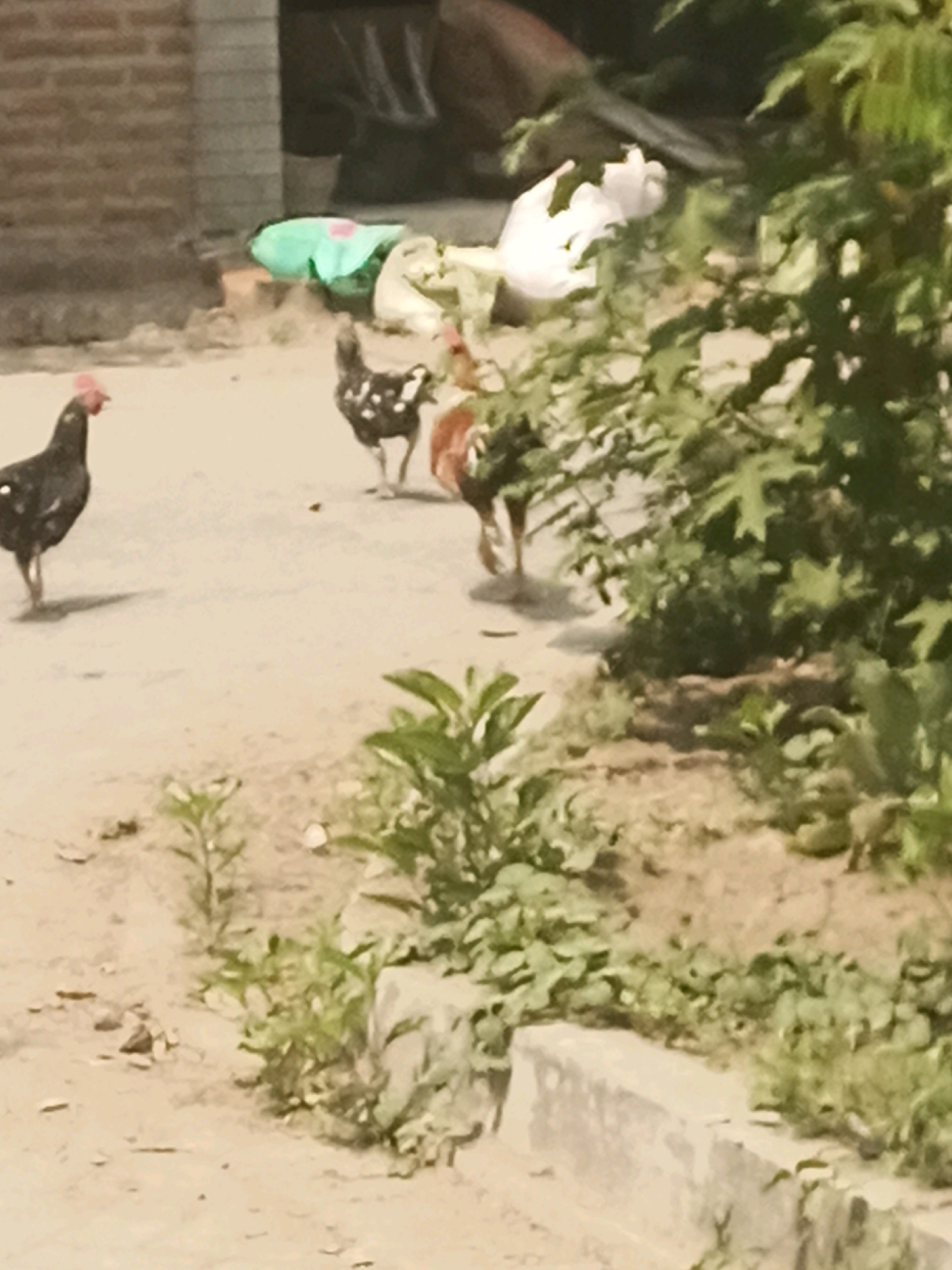 In Mlaten, Indonesia, a dirt road is partially visible, with a brick wall in the background. Three chickens are present on the road. One chicken, black with white speckles, stands facing left. Another chicken, mostly black with a red comb, faces left. A third chicken, with brown and black plumage, is visible in the background to the right. Green vegetation is present on the right side of the image, and a white object is partially obscured by the vegetation on the left.