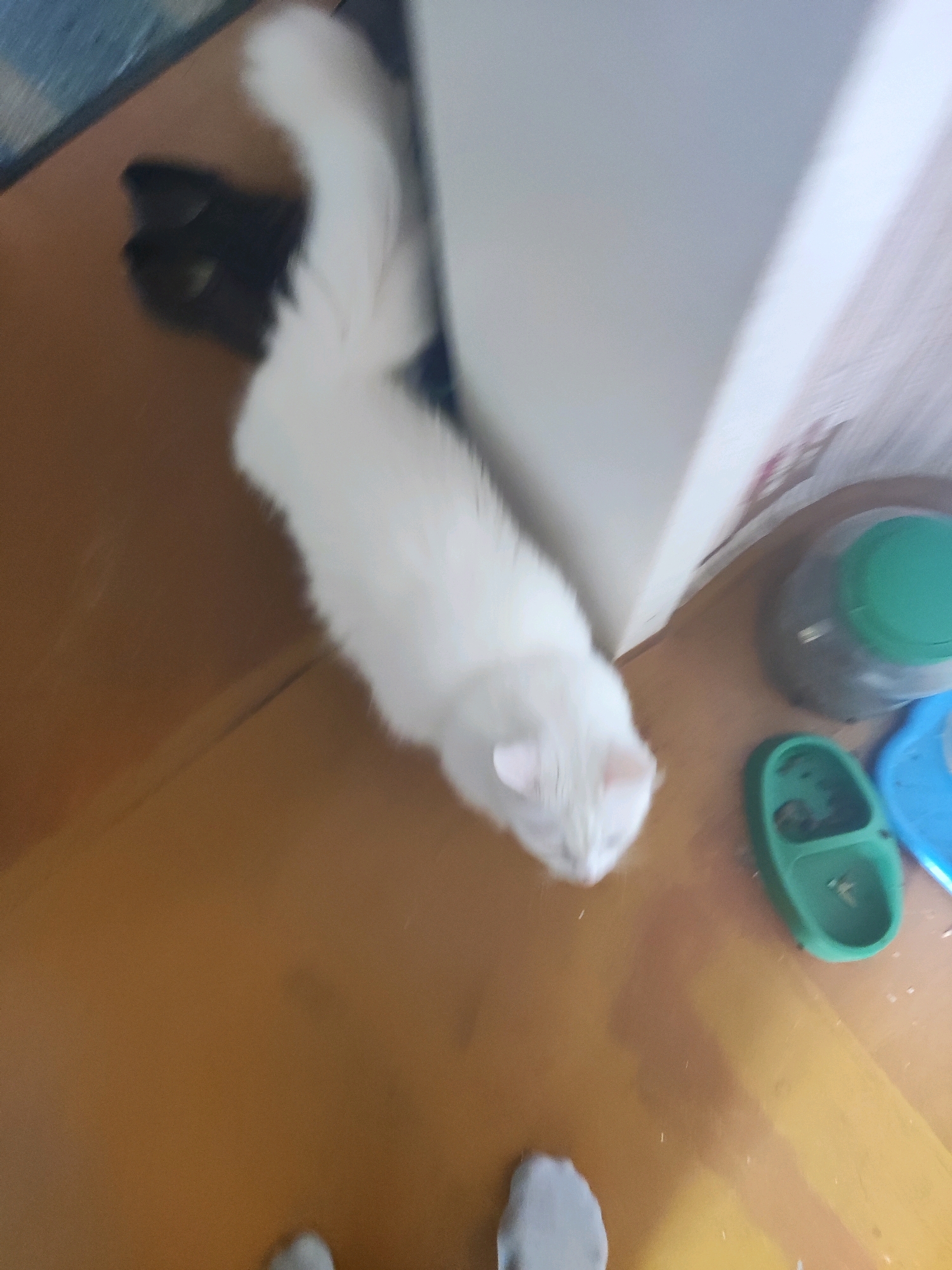 A white cat is in the foreground of the image. The cat is blurry due to motion. The cat is on a wooden floor next to a white wall. To the right of the cat, there are two pet bowls, one green and one blue. Further to the right, there is a large clear jar with a green lid, containing what appears to be dry pet food. In the upper left portion of the image, a pair of black shoes are visible. The overall scene appears to be an indoor setting within a dwelling.