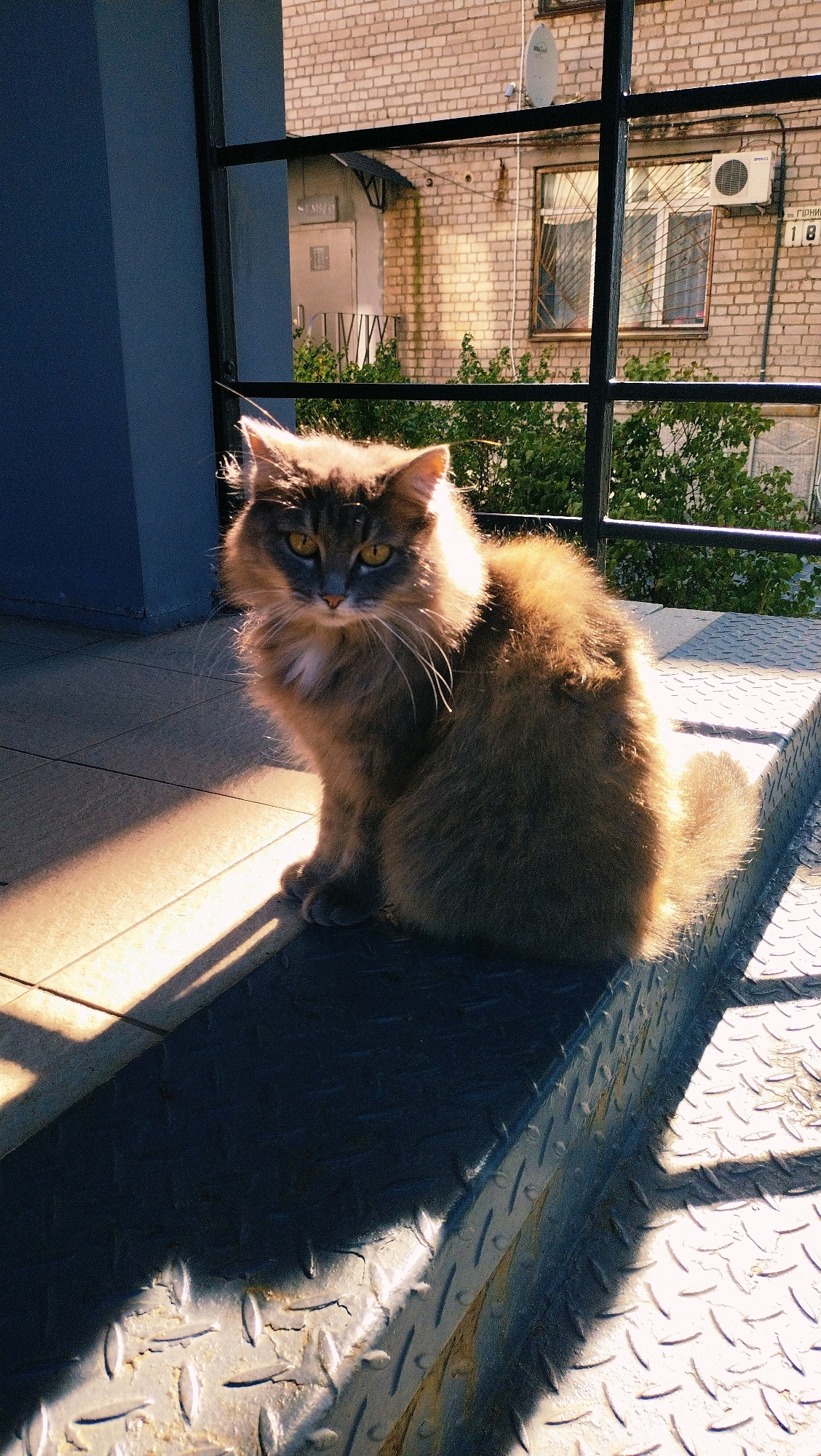 A medium shot captures a fluffy, long-haired cat with yellow eyes sitting on a metal grate outdoors. The cat is angled slightly to the left, facing the camera with its head tilted and ears perked. Sunlight illuminates the cat's fur from the right, creating a warm glow and casting a long shadow on the tiled ground to the left. Behind the cat, a black metal railing separates the foreground from a brick building in the background. The building has several windows, one with a visible air conditioner unit. Green foliage is visible behind the railing. The overall scene appears to be an outdoor area, possibly a balcony or a porch, in the city of Horishni Plavni, Ukraine. The lighting suggests it is daytime, likely late afternoon due to the angle of the sun.