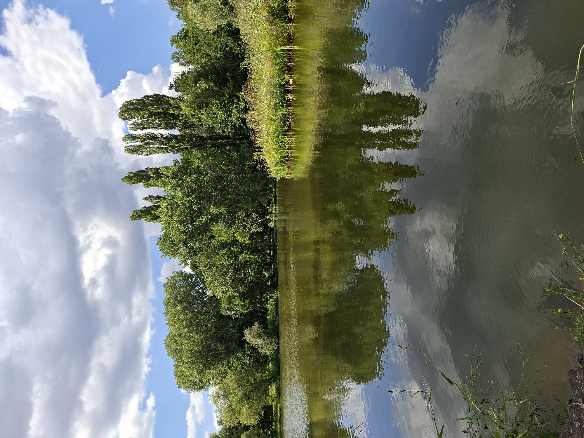 The image depicts a serene natural landscape with a body of water in the foreground, reflecting the sky and surrounding vegetation. The water is calm, with ripples indicating a gentle breeze. Along the far bank of the water, a dense line of trees forms a lush green backdrop. Among the trees, several tall, slender trees with pointed tops are prominently visible, reaching towards the sky. A patch of vibrant green grass and wildflowers is situated on the right side of the water's edge, adding a touch of color to the scene. The sky above is a mix of blue and white clouds, with sunlight illuminating the upper portions of the clouds. The overall impression is one of tranquility and natural beauty, suggestive of a park or natural reserve. This scene could be located in Dendrarium Park, Chișinău, Moldova, a well-known botanical garden and park that features a lake, extensive greenery, and a variety of trees and plants, offering a peaceful retreat within the city. There are no people or discernible actions in the image.