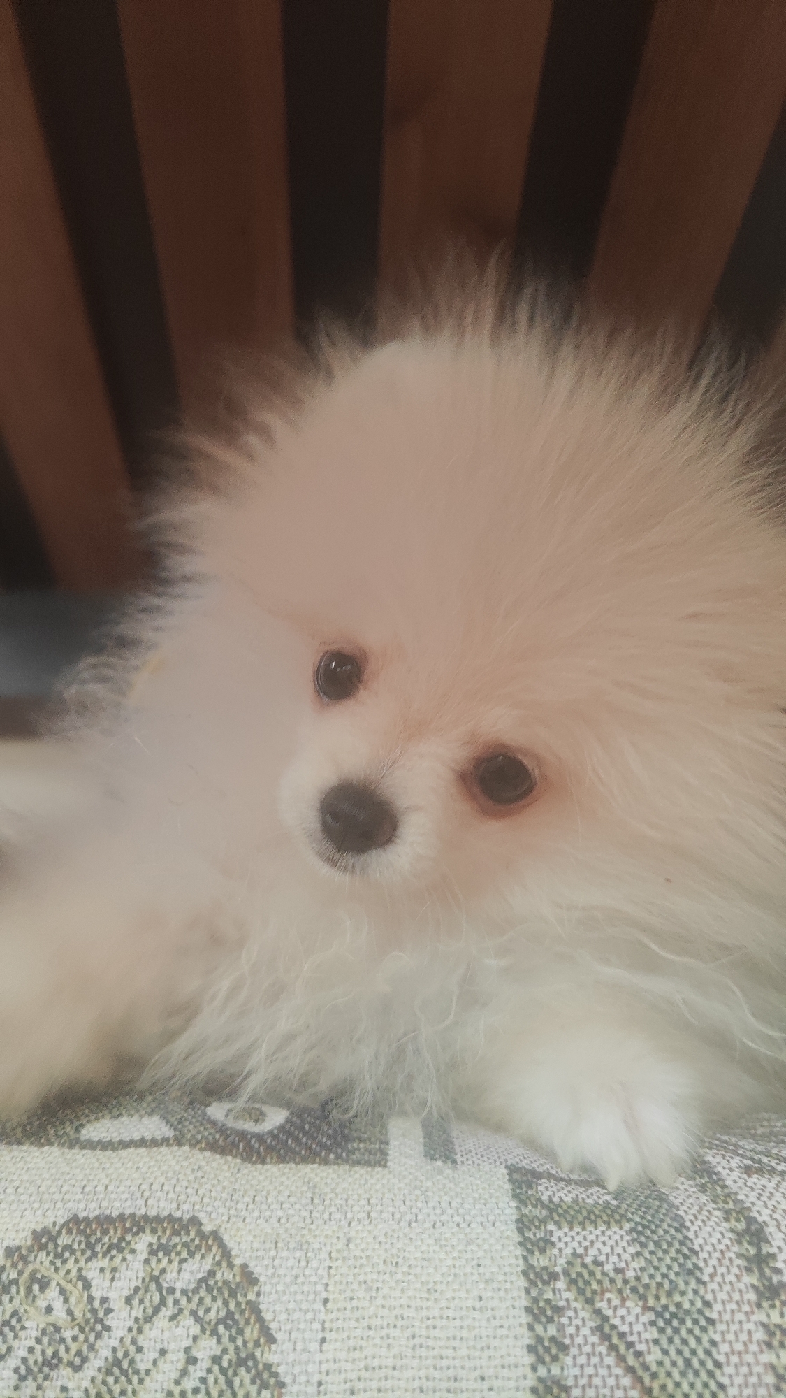 A close-up, head-on, eye-level shot captures a fluffy, white Pomeranian dog resting on a patterned cushion. The dog's large, dark eyes are the focal point, looking directly at the camera. Its nose is dark and prominent, and its fur is soft and voluminous, giving it a round, cloud-like appearance. The background consists of dark, vertical wooden slats, providing a stark contrast to the dog's light fur. The cushion appears to be made of woven fabric with a geometric pattern. The scene is indoors, with no indication of any specific location in Sochi, Russia, or any other city.