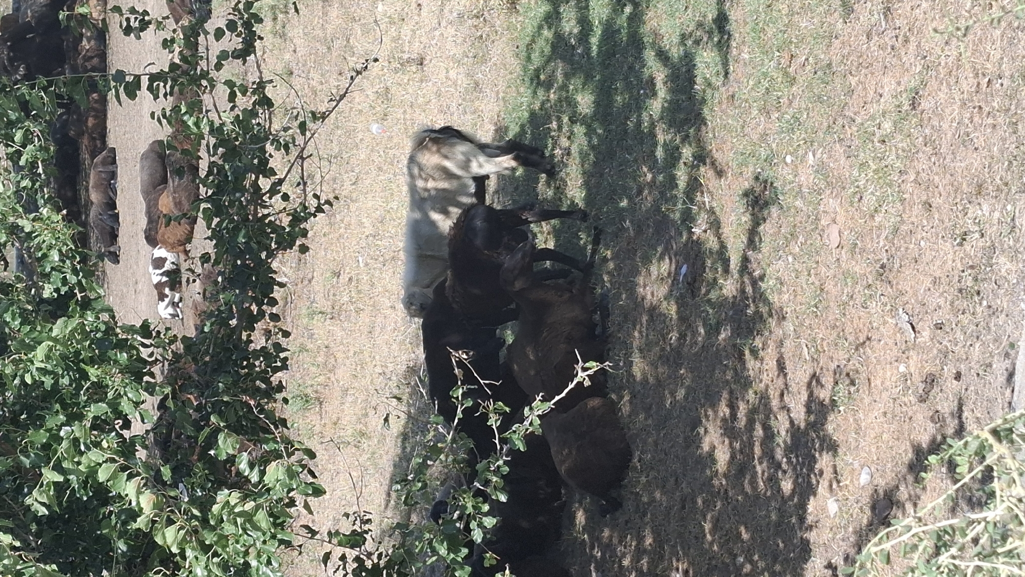 In Боралдай, Kazakhstan, several sheep are resting under the shade of a tree. The ground is covered with dry grass and dirt. One sheep, predominantly white with brown patches, is lying down in the background. In the mid-ground, a light-colored sheep stands while a dark-colored sheep is huddled near it. In the foreground, more dark-colored sheep are lying down. The scene is outdoors, with dappled sunlight filtering through the tree's leaves.