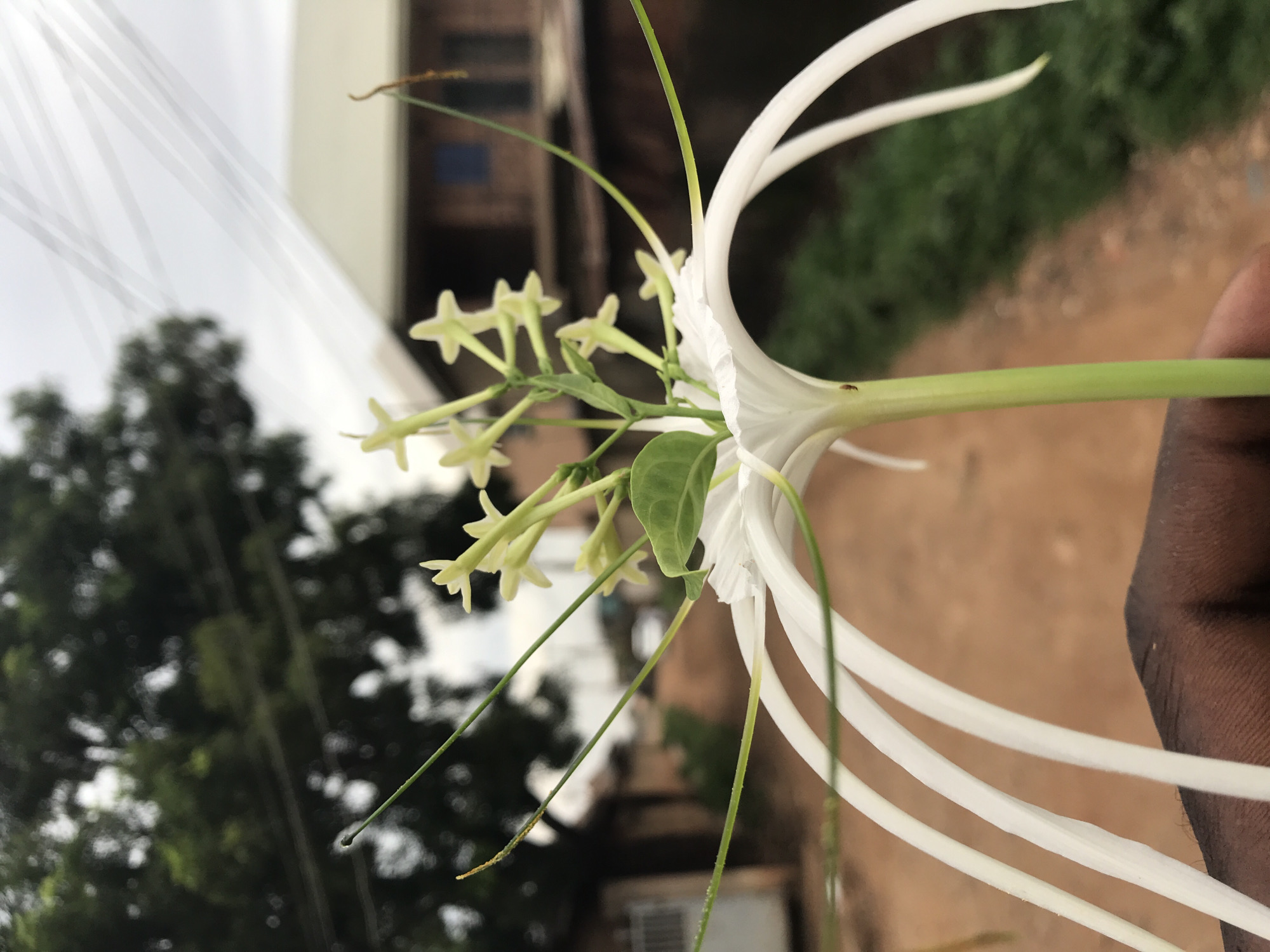 A close-up photograph depicts a dark-skinned hand holding a bouquet of two distinct types of flowers in an outdoor setting identified as the city of Rafin Par, Nigeria. The primary flower, positioned centrally, is a white spider lily (Hymenocallis sp.) characterized by its long, slender, curvilinear white petals radiating from a green central stem. Partially obscuring the spider lily's center are multiple small, pale yellow-green, star-shaped flowers, likely from a Night-blooming Jasmine, clustered on green stems and accompanied by a single small green leaf. Fine green filaments extend from the floral arrangement, with one filament displaying a yellowish terminal end. A minute, dark, speck-like organism is visible on the green stem of the white flower.
The background, rendered with shallow depth of field, indicates an unpaved, reddish-brown dirt road or path receding into the distance. On the left side of the path, a blurry white structure is partially visible. On the right, blurred green foliage or grass lines the path. Further into the background, mature green trees with dark trunks are present. To the far right, a residential structure with a light-colored roof and reddish-brown walls featuring dark rectangular apertures is discernible. The sky above is overcast and bright. Diagonal light streaks are observed in the upper right quadrant of the sky, indicative of lens flare. Two faint, dark, horizontal lines, possibly power lines, are subtly present in the upper left background against the trees and sky.