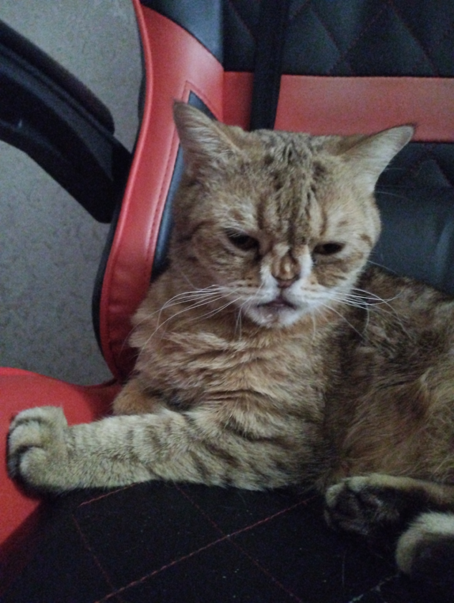 A cat is sitting on a red and black chair. The cat is light brown with tabby markings. The background is a gray wall. The location is likely in a home or office in an urban setting, possibly in Saratov, Russia. No specific landmarks or identifiers within Saratov are visible.