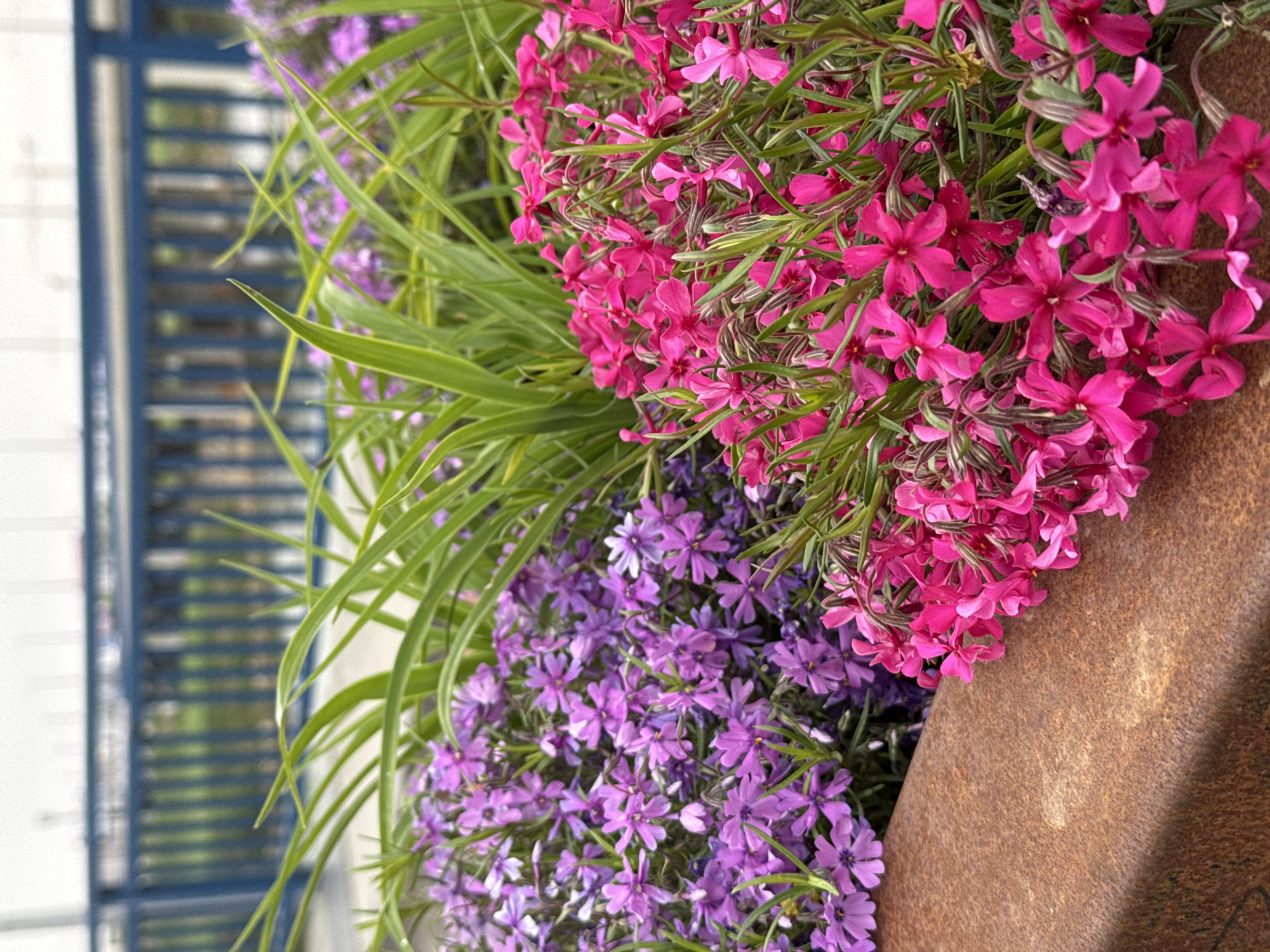 A close-up, slightly low-angle shot features a rusted metal planter filled with vibrant pink and purple phlox flowers. The flowers are densely clustered, creating a colorful floral arrangement. Green, grass-like foliage intermixes with the blossoms, adding texture. In the blurry background, there is a glimpse of a white surface with a blue picket-style fence or structure. The location is City of Zagreb, Croatia.