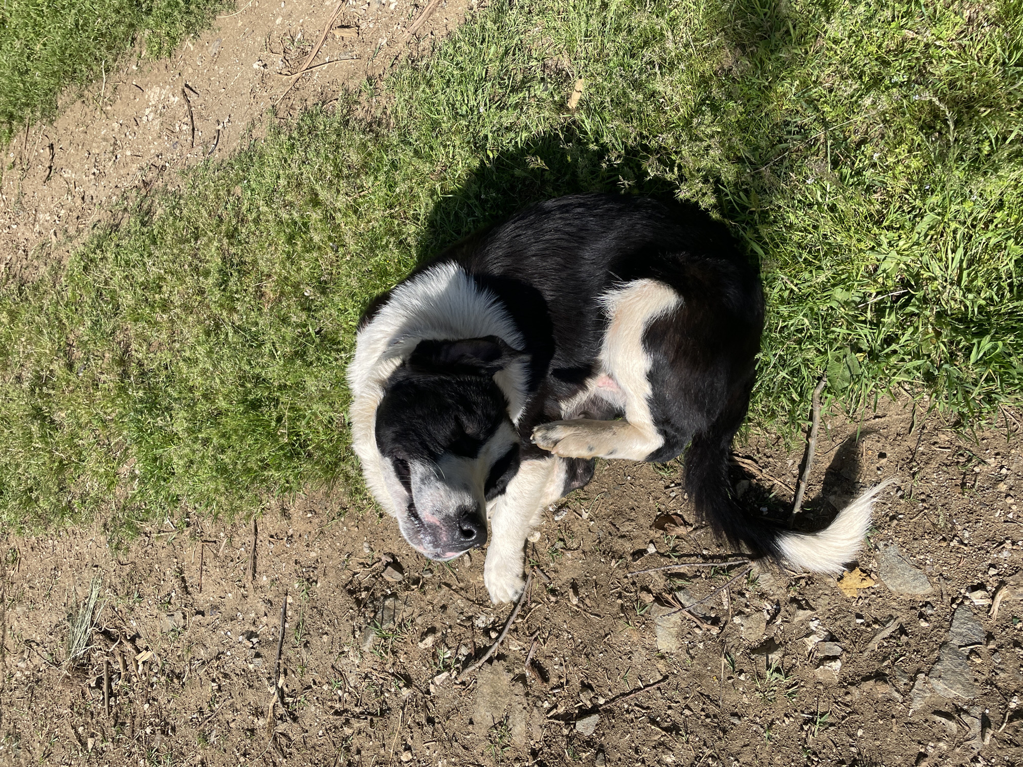 The image displays a black and white dog resting outdoors in Zlatograd, Bulgaria. The dog, which appears to be a medium to large-sized breed like a Border Collie, is curled up on its side, suggesting it is either sleeping or peacefully resting. Its fur is predominantly black with significant white markings on its chest, throat, muzzle, and the tip of its tail. The white fur around its neck is notably thick and fluffy.
The setting is a natural, sunlit environment characterized by a clear division between a patch of vibrant green grass and a lighter brown dirt ground. The dog is primarily situated on the dirt, with parts of its body overlapping onto the grass. The dirt patch contains small stones, dried twigs, and sparse green shoots, indicative of a natural, possibly rural or semi-wild, area. The grass appears healthy and well-maintained.
Strong, direct sunlight illuminates the scene, casting distinct shadows from the dog's body onto the ground, particularly on the grass, suggesting it is daytime, likely mid-morning or early afternoon. The lighting creates a warm and peaceful ambiance. There are no other subjects present in the image, and no visible text can be identified. The overall impression is one of a calm and relaxed moment for the dog in a serene outdoor setting.