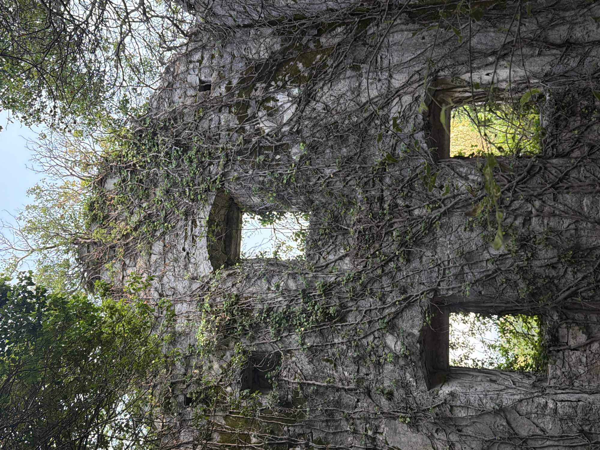The image depicts the weathered stone wall of a ruined structure, heavily overgrown with ivy and vines. Four distinct openings, likely former windows, are visible. The largest opening, in the lower right, reveals bright green foliage beyond. The texture of the stone is rough and uneven, with patches of moss contributing to its aged appearance. Bare branches of trees frame the top and sides of the structure, suggesting an outdoor, possibly abandoned, setting. The sky is visible through the openings, indicating daylight. The location is identified as Androvići, Montenegro, though no specific landmarks are identifiable within the frame to confirm this. There are no people or animals present in the image. The scene conveys a sense of decay and nature reclaiming an old building.