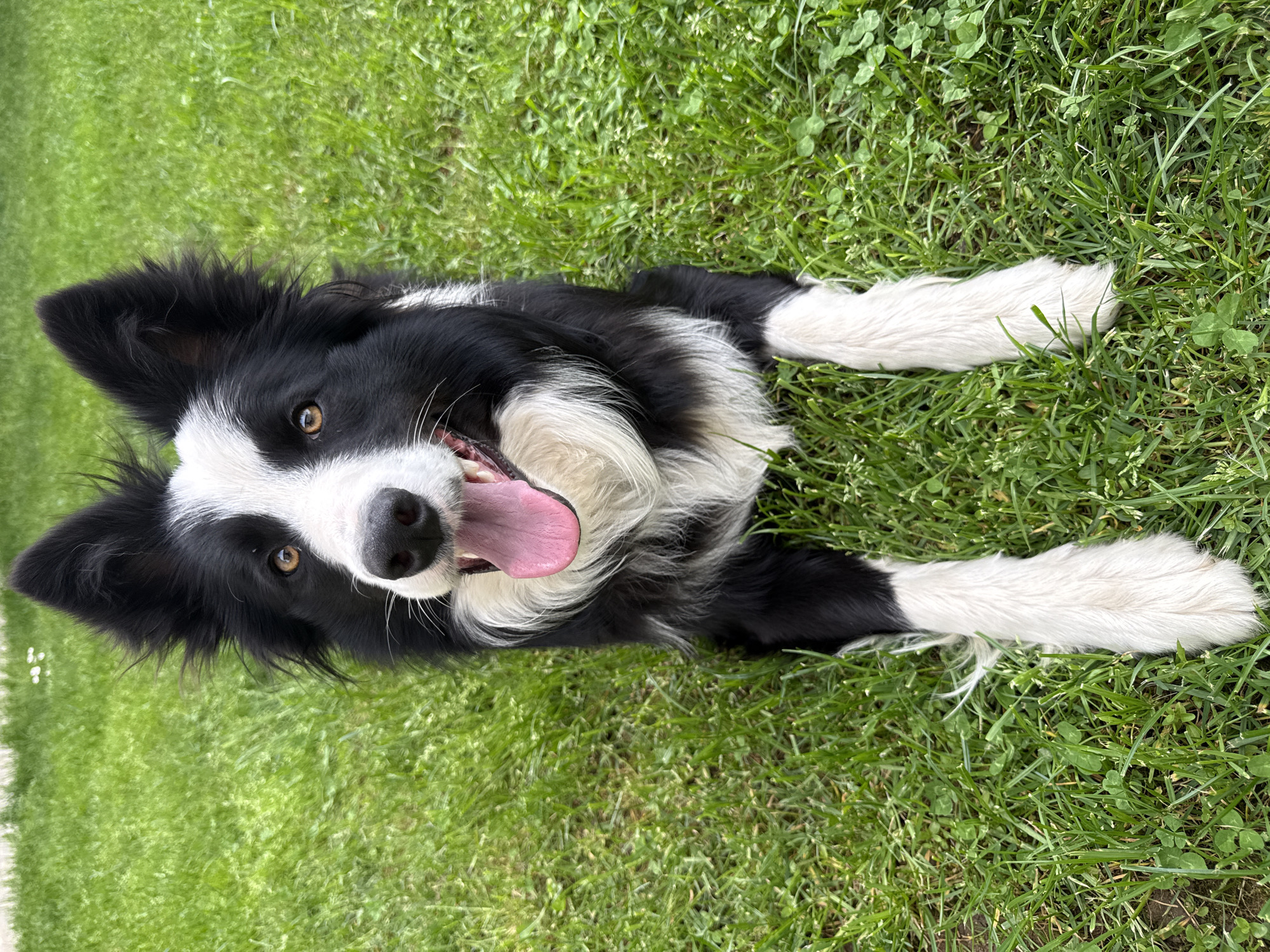 A Border Collie lies on its back in a patch of green grass. The dog is black and white, with its tongue hanging out and its eyes open. The dog appears to be in a playful mood. The location is unspecified, but is likely NOT in Berkovitsa, Bulgaria, as there is no contextual information within the image that would indicate this is true. The dog is lying on its back with its limbs spread out, which is a common position for dogs when they are relaxed or seeking attention. The grass appears to be well-maintained. There is no other evidence in the frame to identify other locations or subjects in the image.