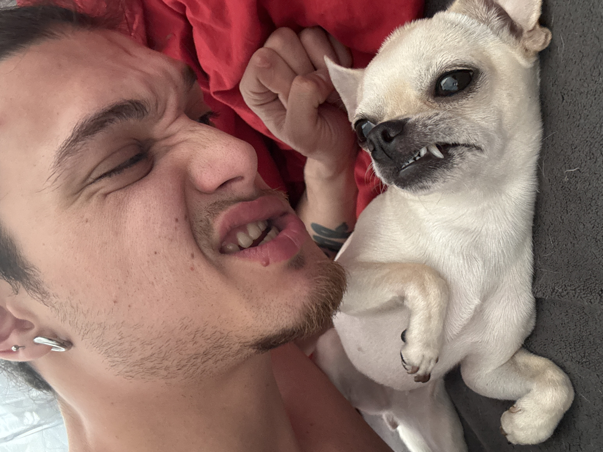 A fair-skinned male with dark hair and a trimmed beard is lying on his back, his eyes closed and his face contorted in a grimace. He has multiple piercings in his left ear. He is lying next to a small, light-colored dog, likely a Chihuahua, with prominent teeth visible. The dog is lying on its back, with its front paws curled up. A red fabric is visible in the background, along with a gray surface. The location is impossible to determine.