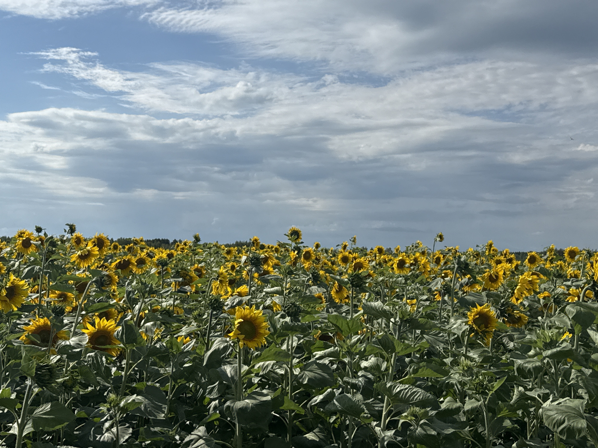 A vast field of sunflowers stretches towards a horizon lined with trees under a partly cloudy sky. The sunflowers, in various stages of bloom, display bright yellow petals and dark centers, interspersed with lush green leaves and tall stalks. The sky above is a mix of blue and grey clouds, with some wispy formations and larger, denser masses. The scene appears to be in an open rural area, likely a sunflower farm or natural field. The image is taken from a low angle, looking across the expanse of the flower field.