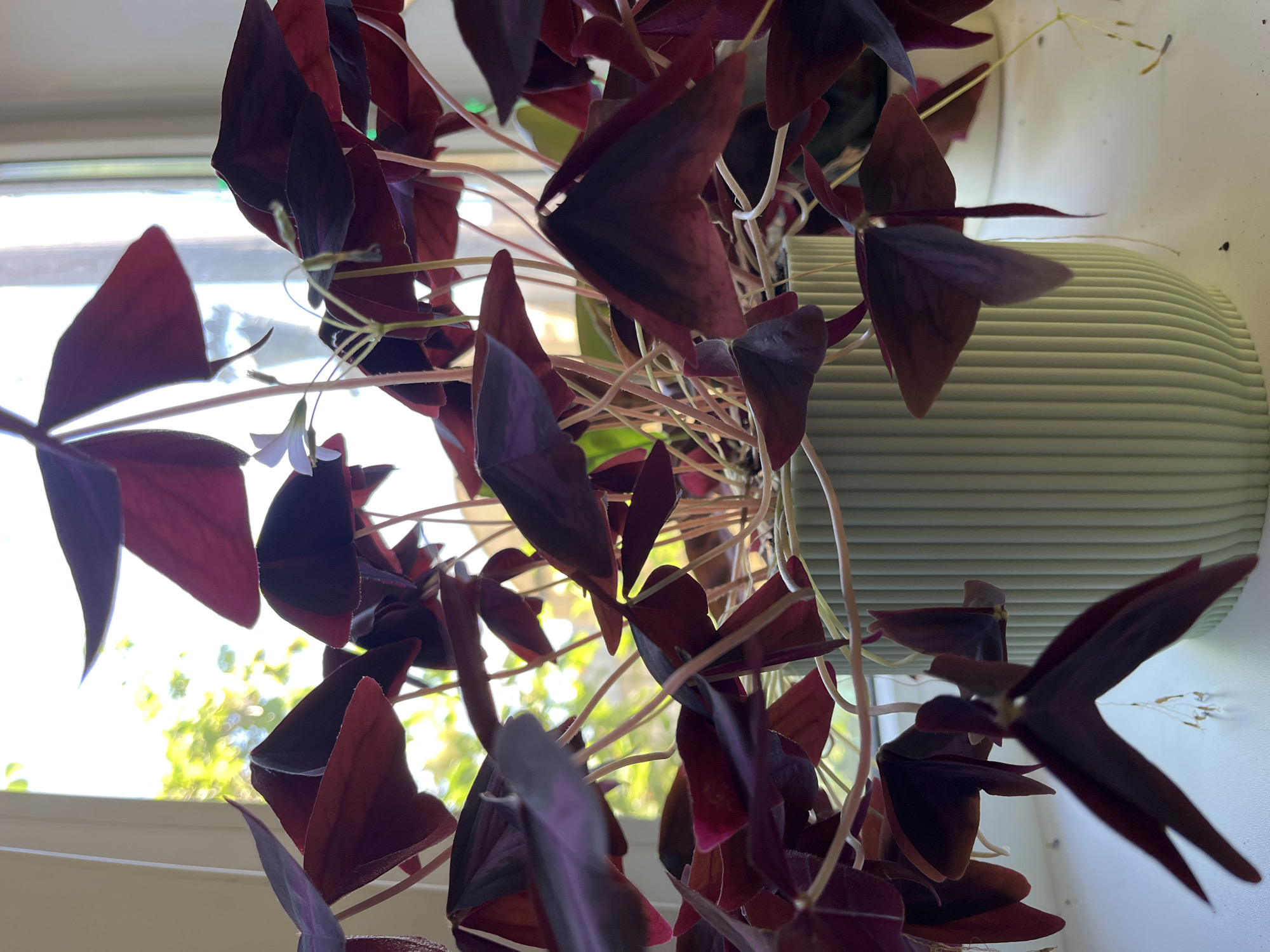 A close-up, eye-level shot shows a potted Oxalis triangularis plant with dark burgundy, triangular leaves. The plant is in a pale green ribbed pot, sitting on a white surface near a window. Sunlight streams through the window, illuminating the leaves from behind and creating a bright, blurred background of green foliage and a white window frame. The plant has delicate stems and a few small, light purple flowers. The image does not depict Krasnyye Barrikady, Russia, or any identifiable urban environment.
